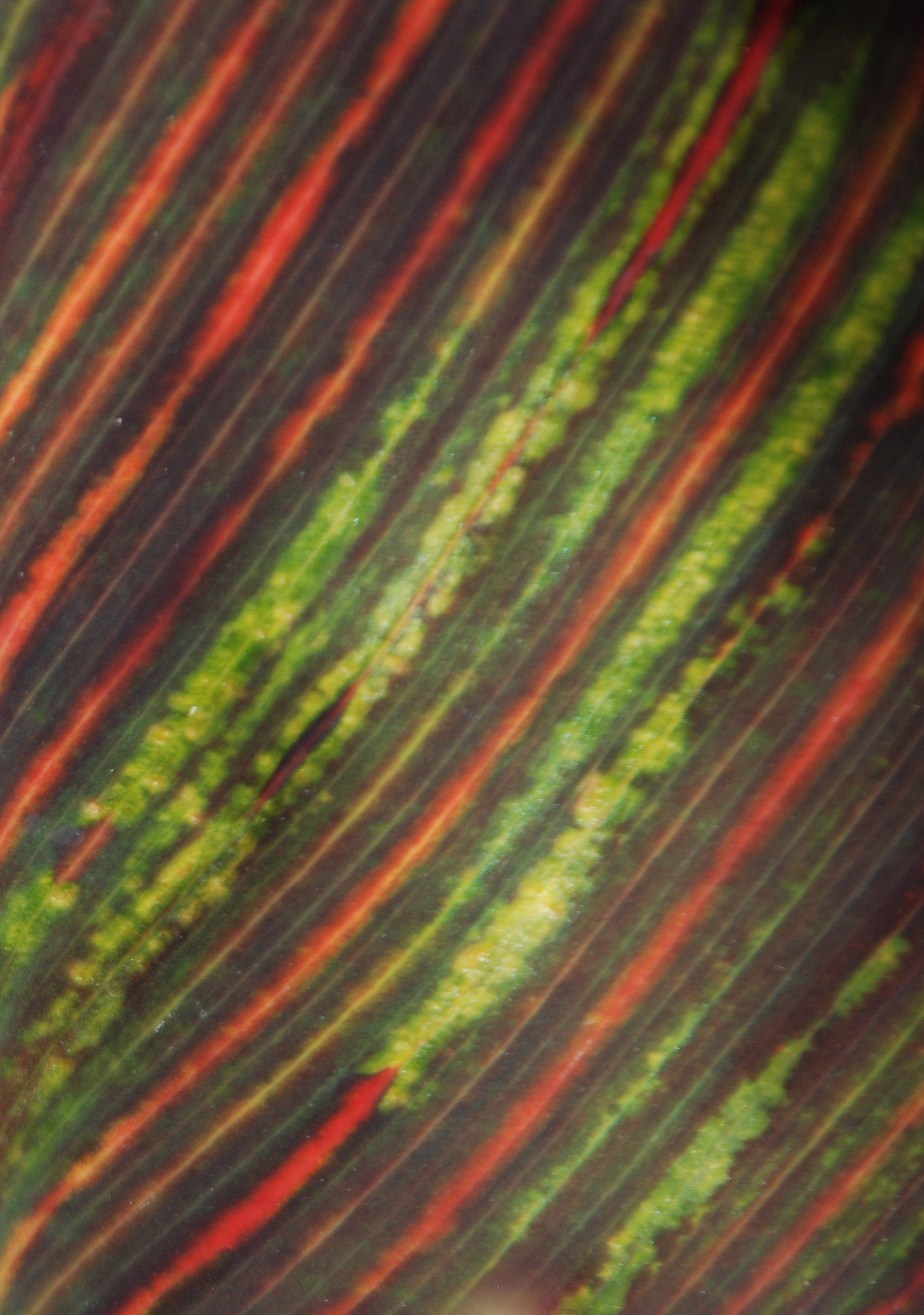 Nikon D80 sample photo. Lily leaf details photography
