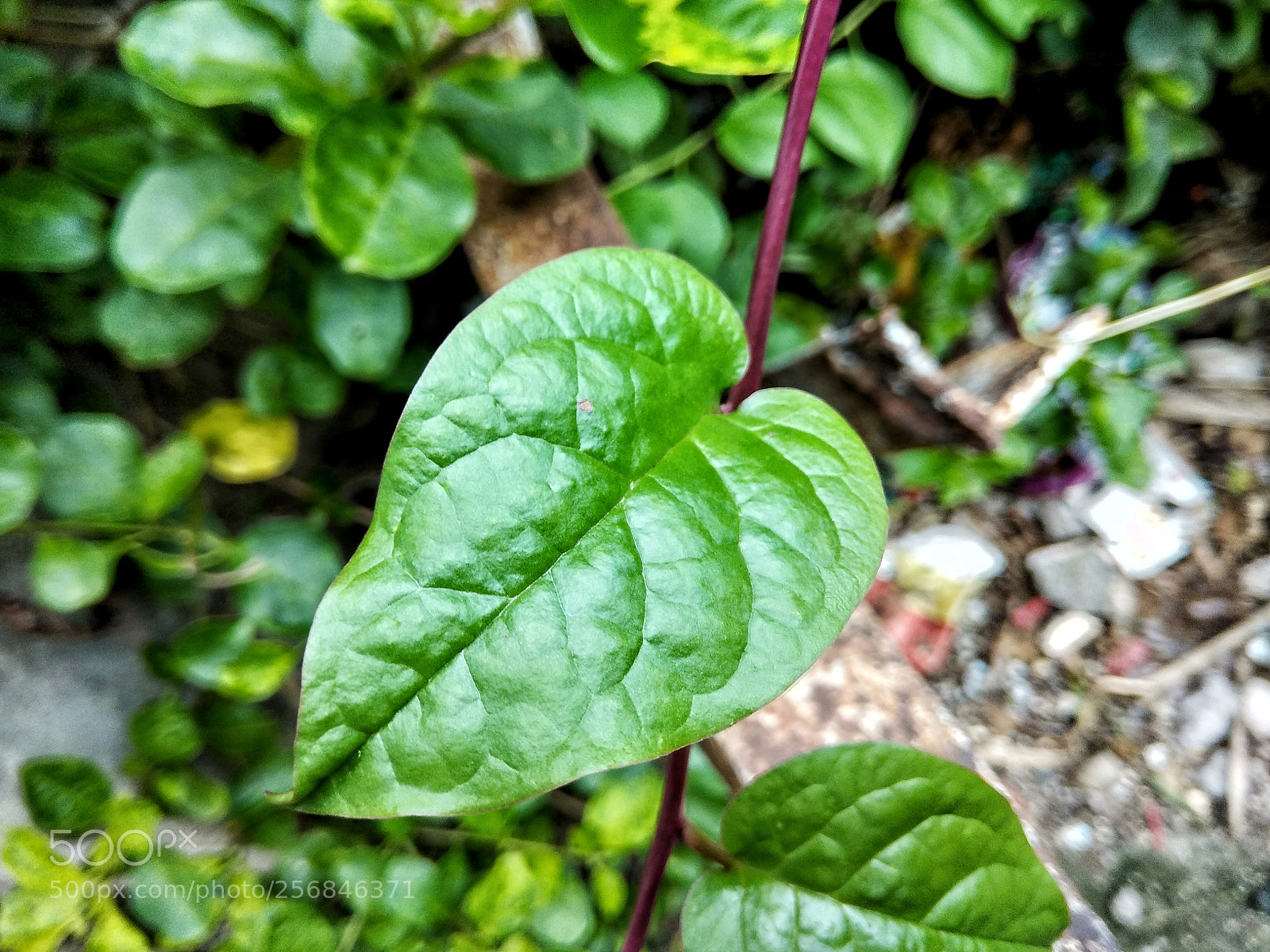 Xiaomi Redmi Note 4 sample photo. A leaf photography