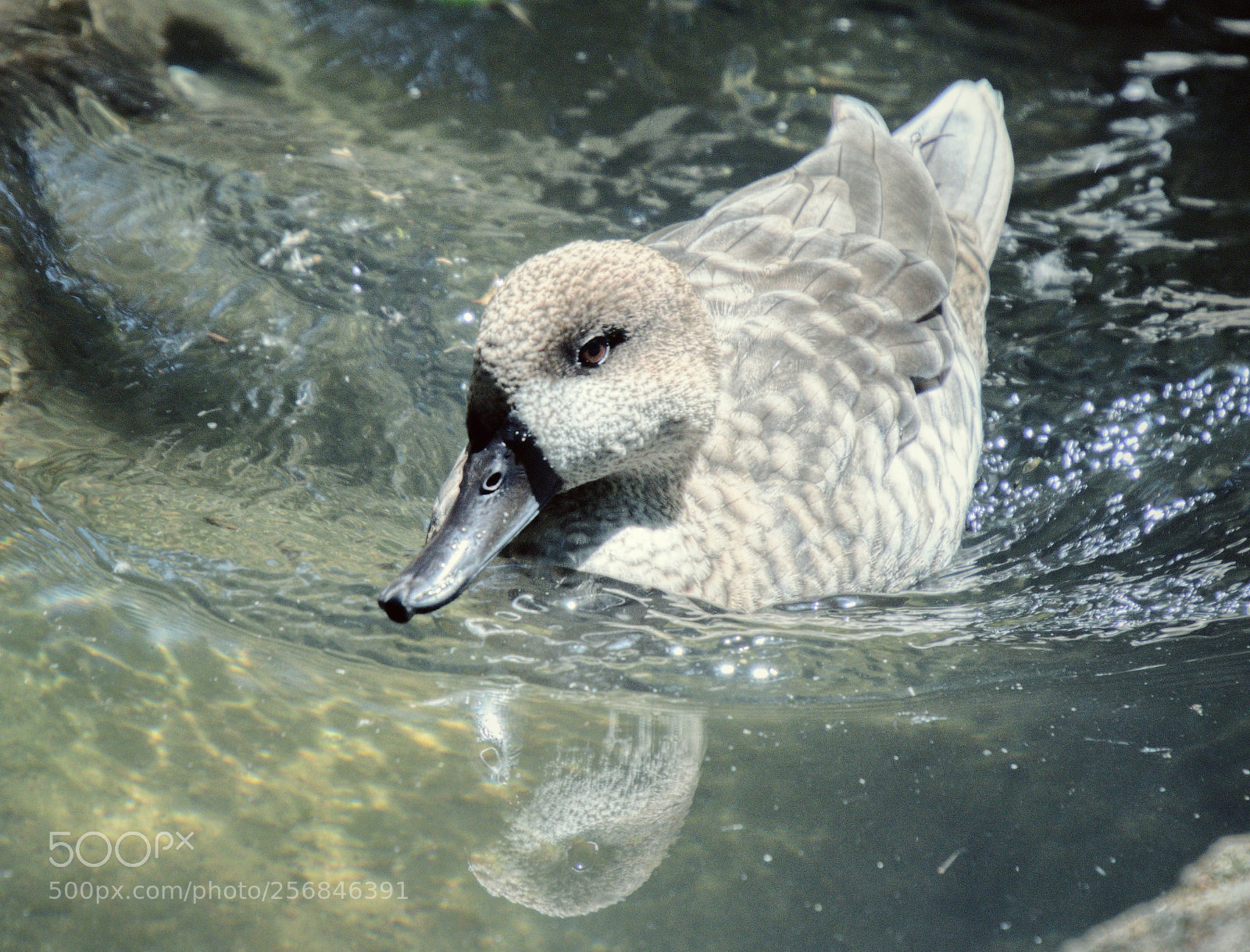 Nikon D5100 sample photo. Duck photography