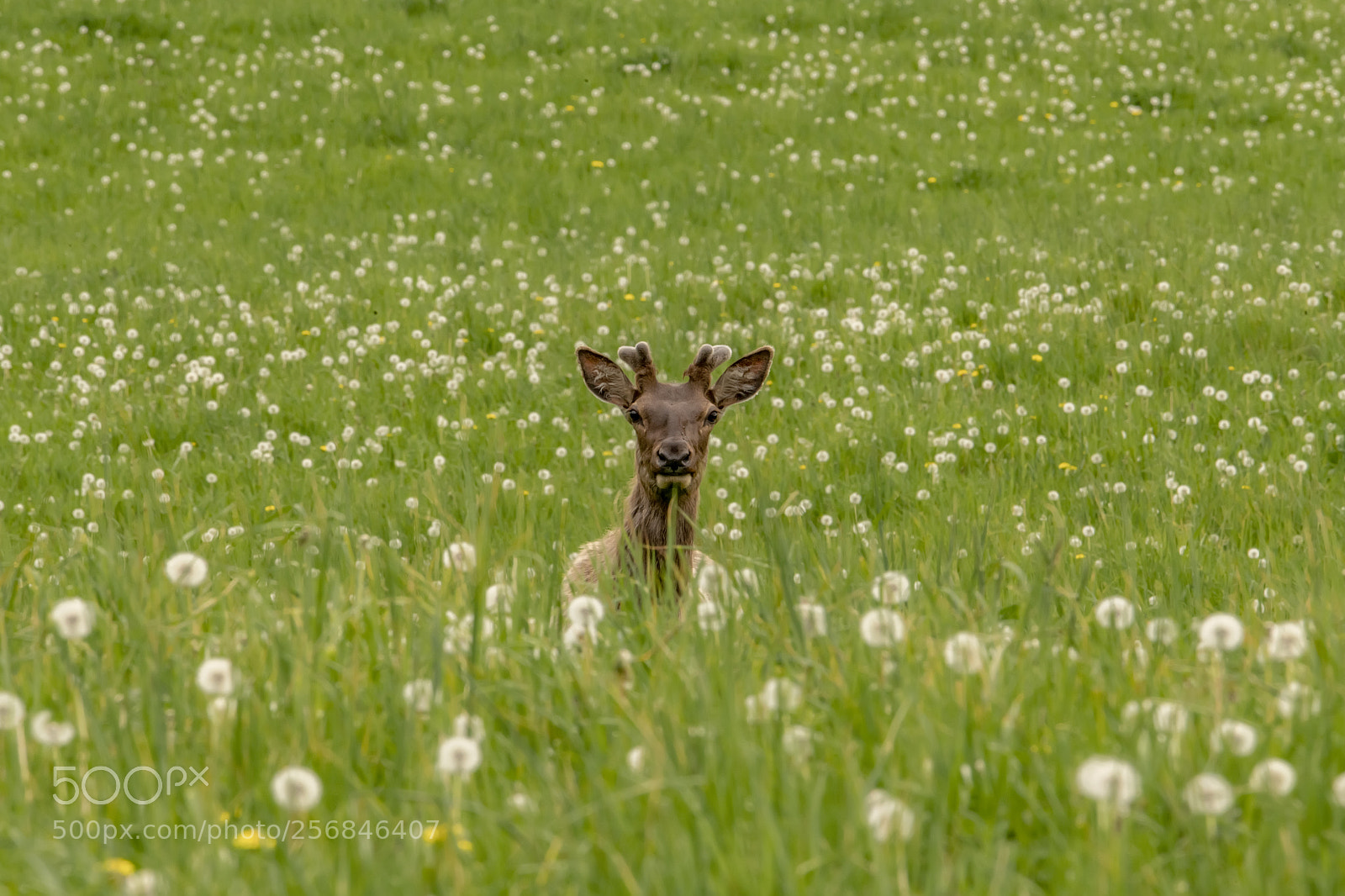 Nikon D850 sample photo. Bull elk in meadow photography