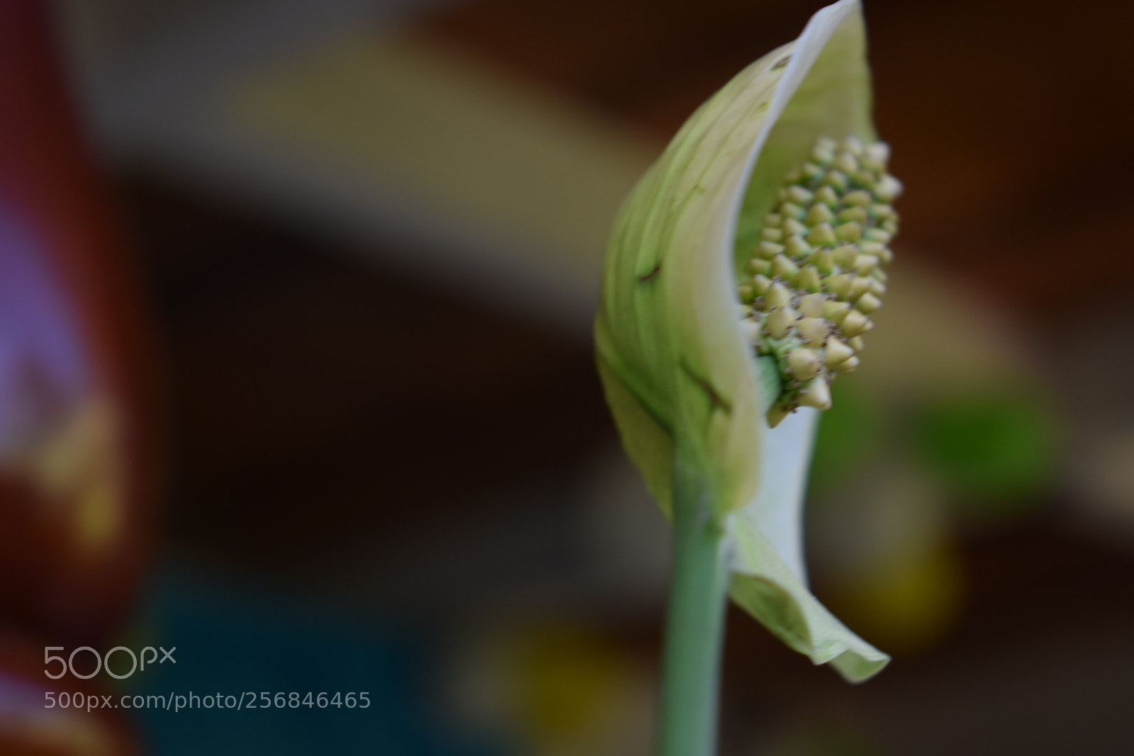 Nikon D3400 sample photo. Untitled photography