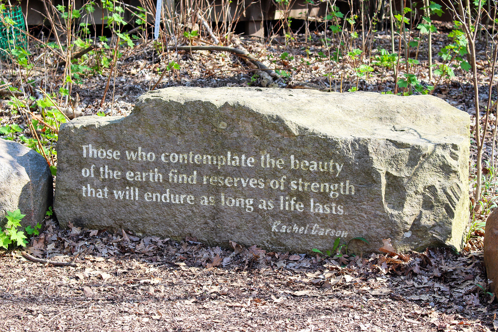 Canon EOS 100D (EOS Rebel SL1 / EOS Kiss X7) sample photo. Beauty_nature_quote photography
