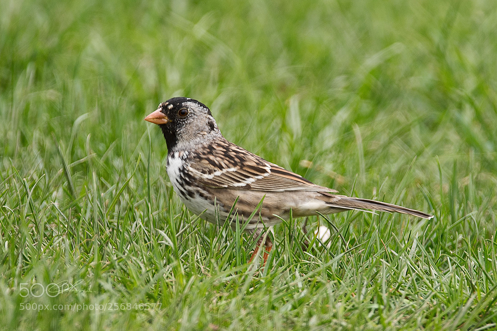 Nikon D810 sample photo. Harris's sparrow in oregon photography