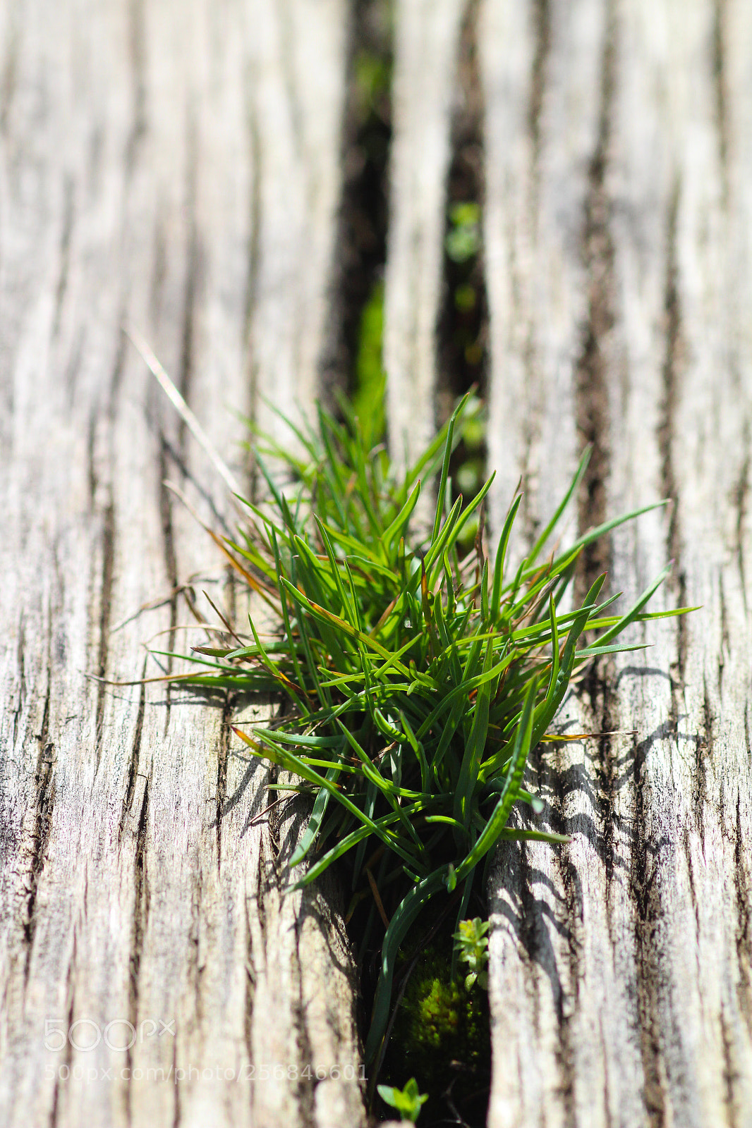 Canon EOS 1300D (EOS Rebel T6 / EOS Kiss X80) sample photo. Grass photography