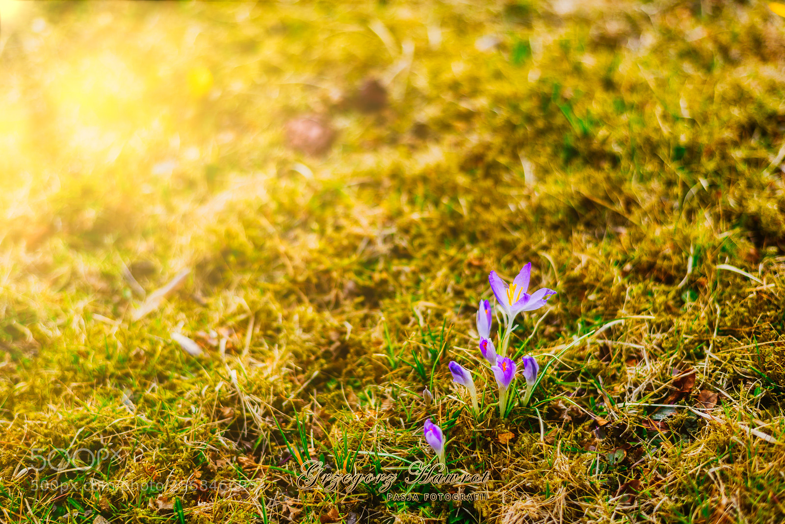 Nikon D800 sample photo. Wczesne krokusiki park chopina photography