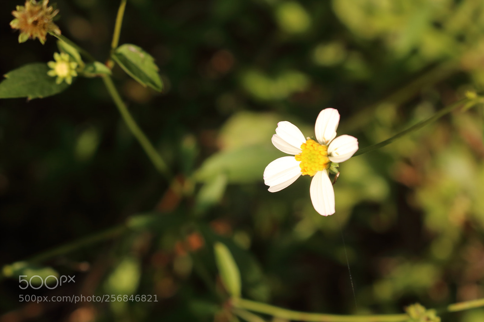 Canon EOS 750D (EOS Rebel T6i / EOS Kiss X8i) sample photo. Img photography