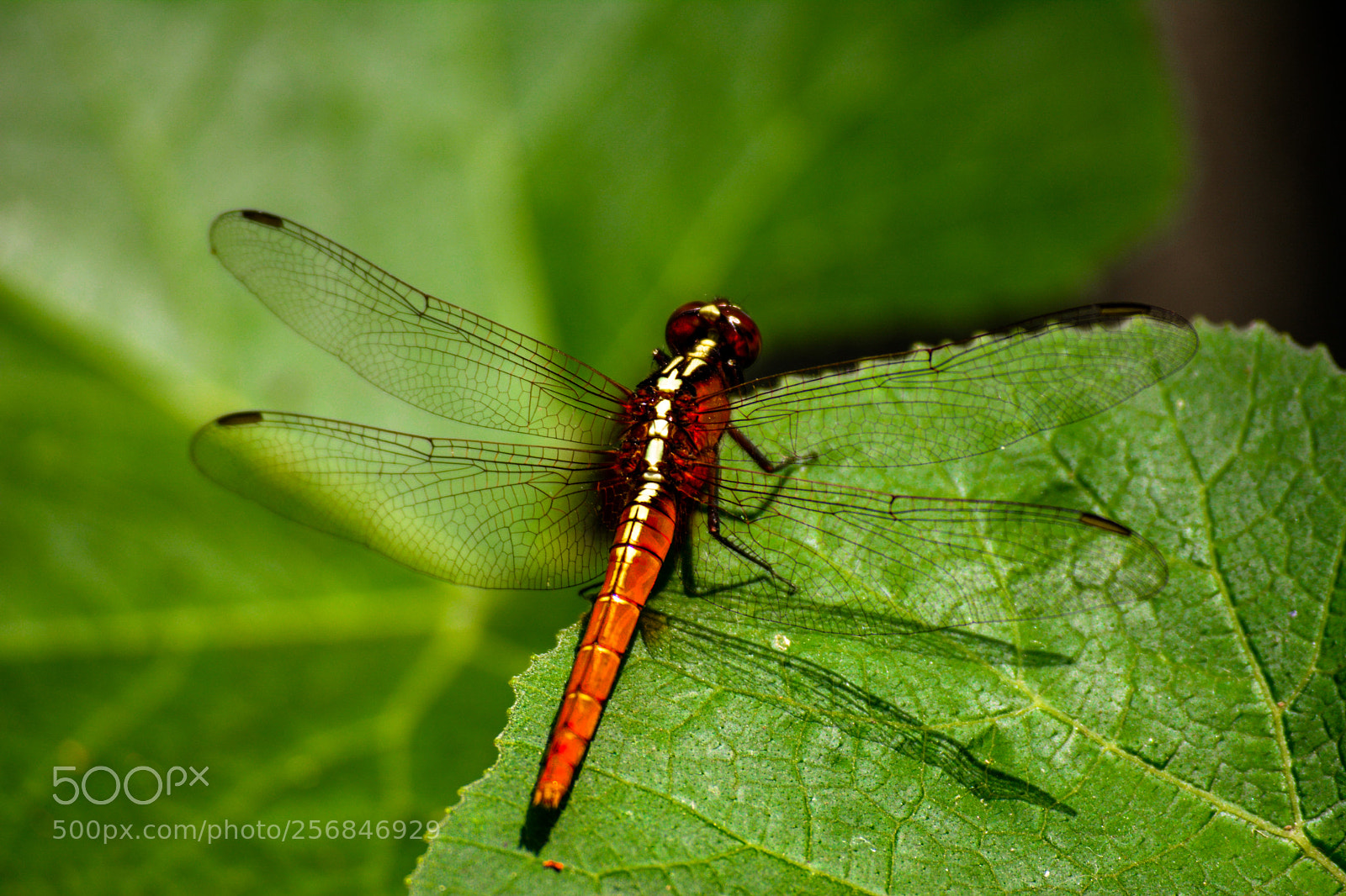 Nikon D5200 sample photo. Nikon15.2-jpg photography