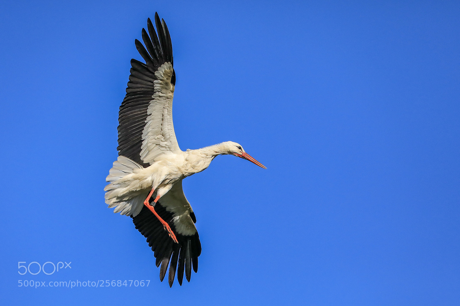 Canon EOS 5D Mark IV sample photo. Stork photography
