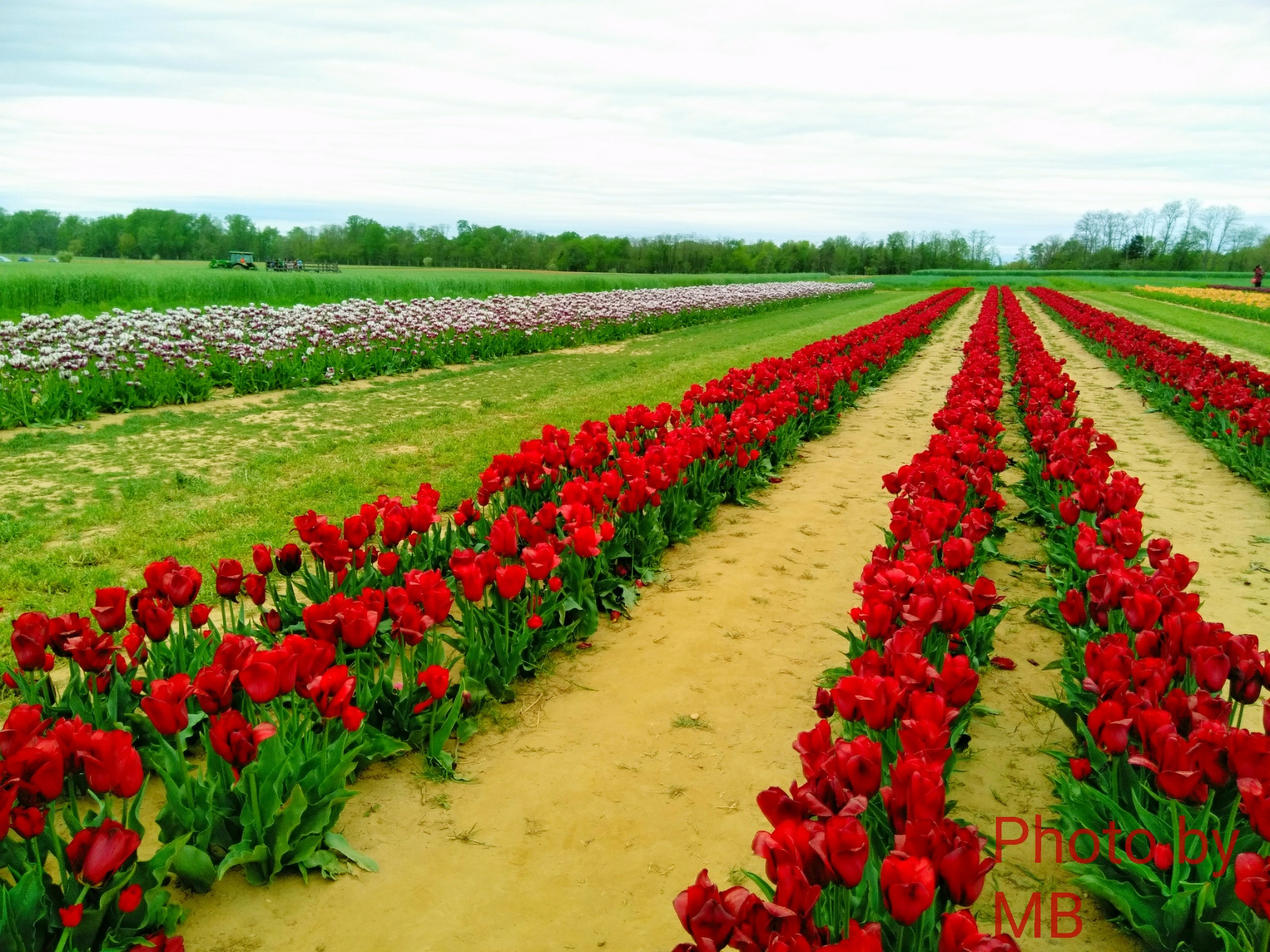 ZTE BLADE ZMAX sample photo. Tulips photography