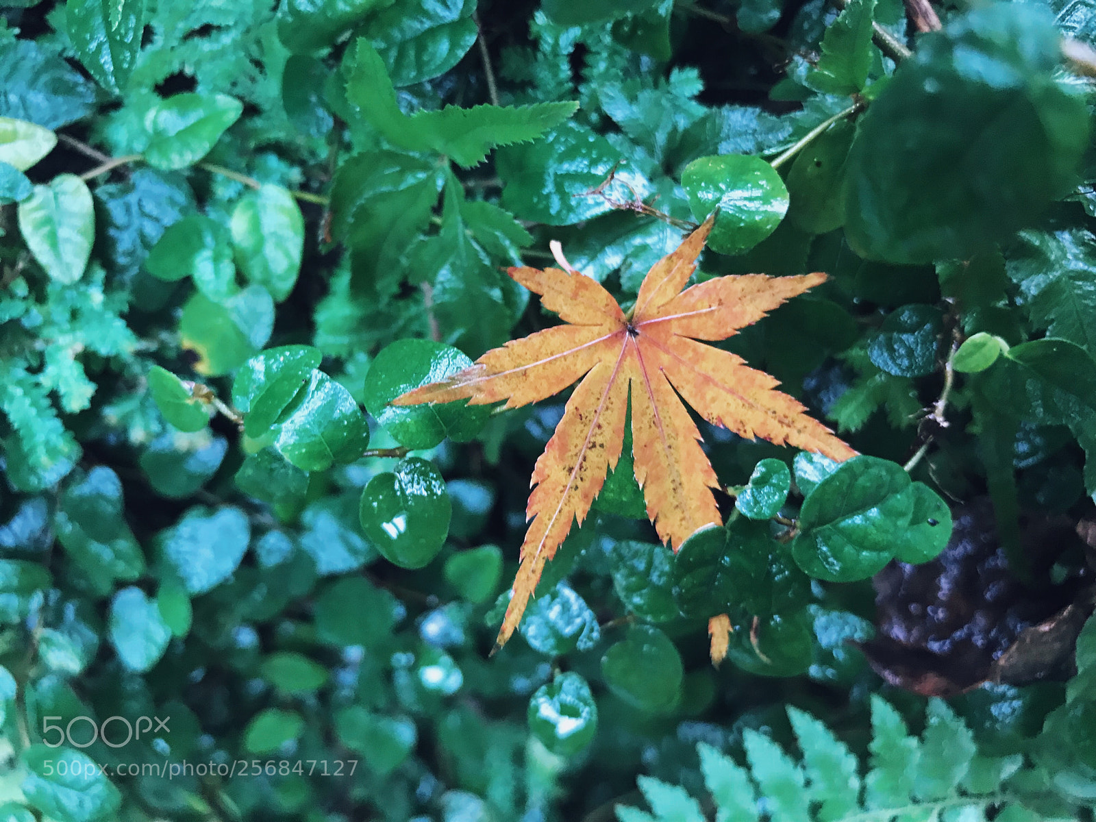 Apple iPhone 7 Plus sample photo. 叶 photography