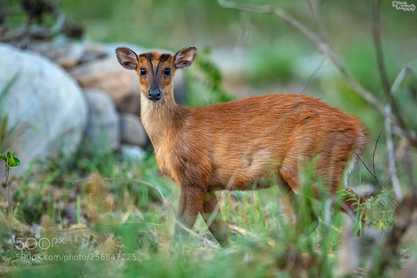 Canon EOS 5D Mark IV sample photo. Indian muntjac / barking deer photography