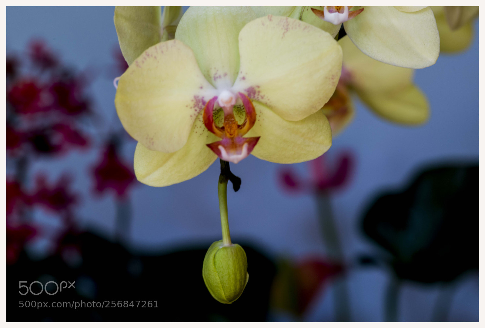 Nikon D800E sample photo. 020.jpg photography