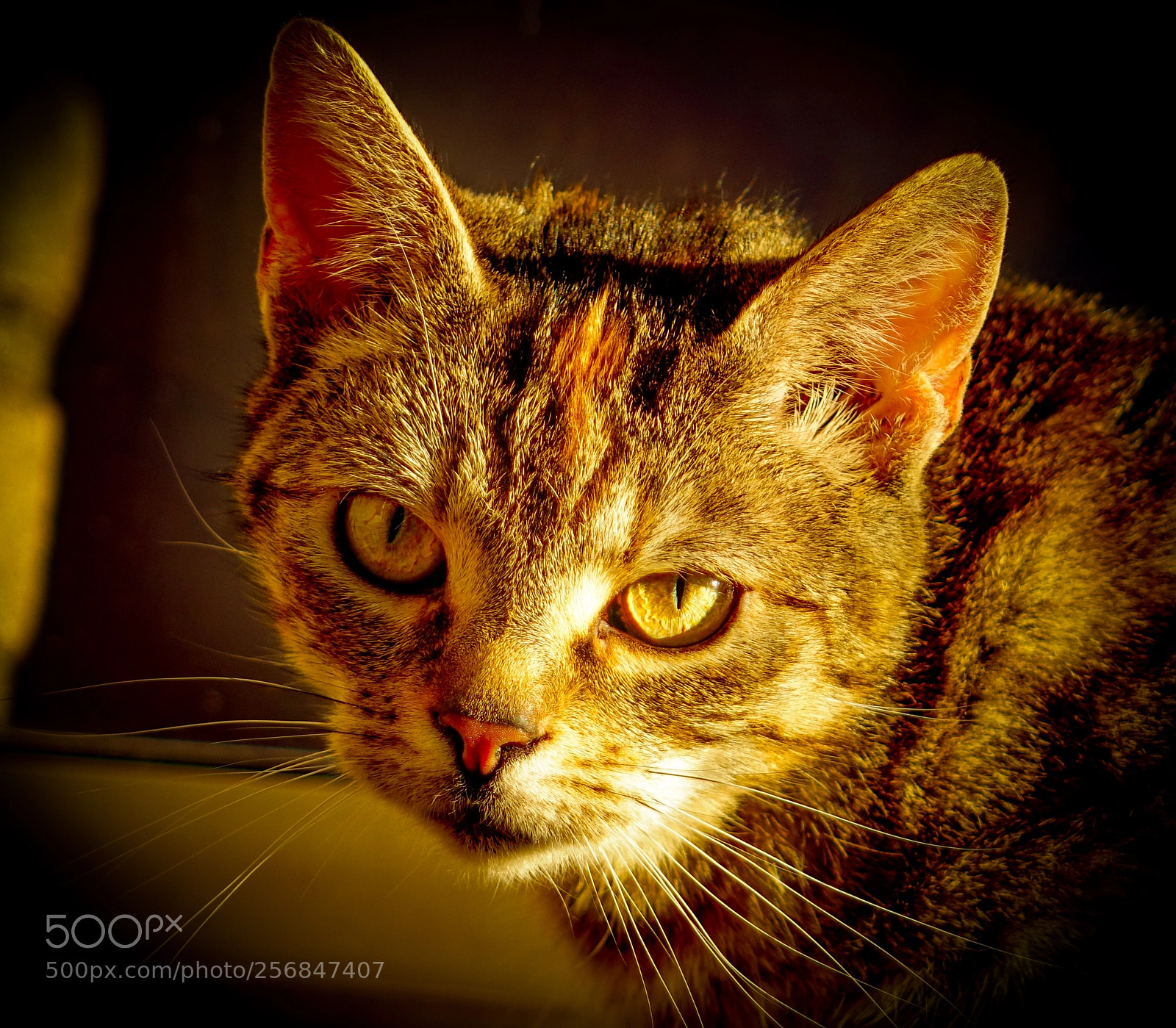 Sony Cyber-shot DSC-RX10 sample photo. Cat in the sunshine photography