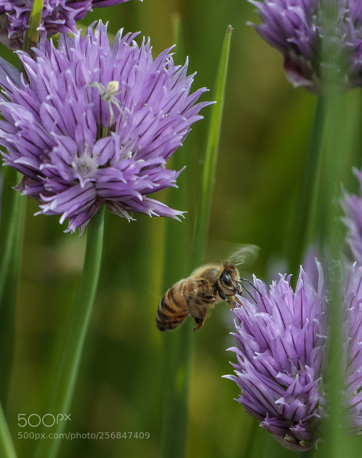 Canon EOS 800D (EOS Rebel T7i / EOS Kiss X9i) sample photo. Perfect hover photography