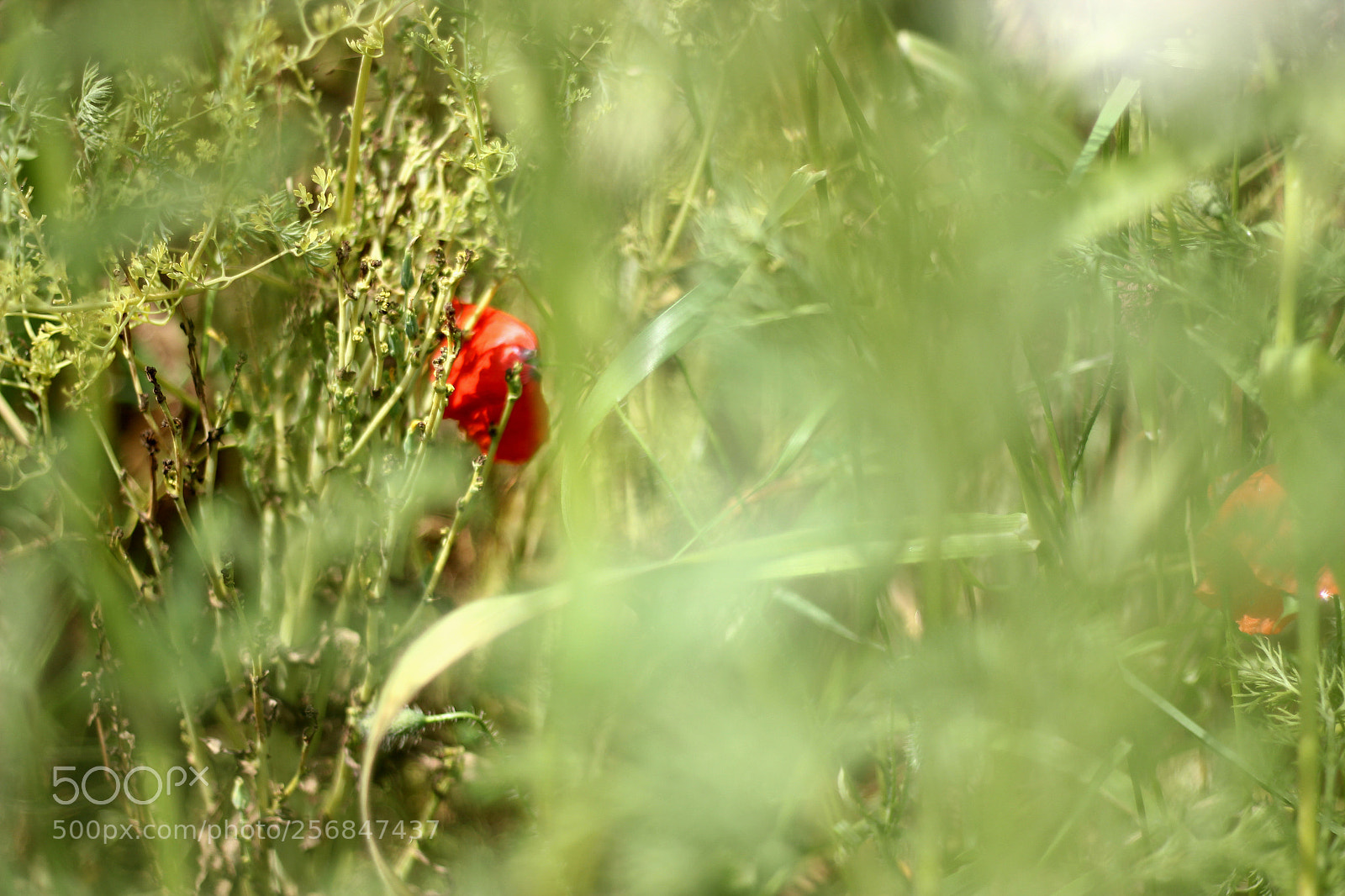 Canon EOS 550D (EOS Rebel T2i / EOS Kiss X4) sample photo. A spring surprise photography