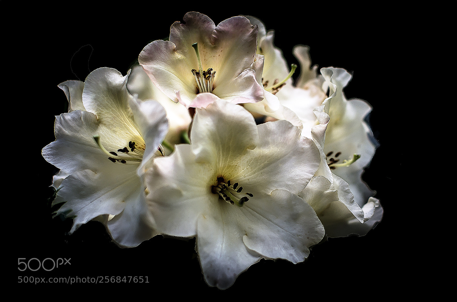 Nikon D5100 sample photo. Azalea blooms photography