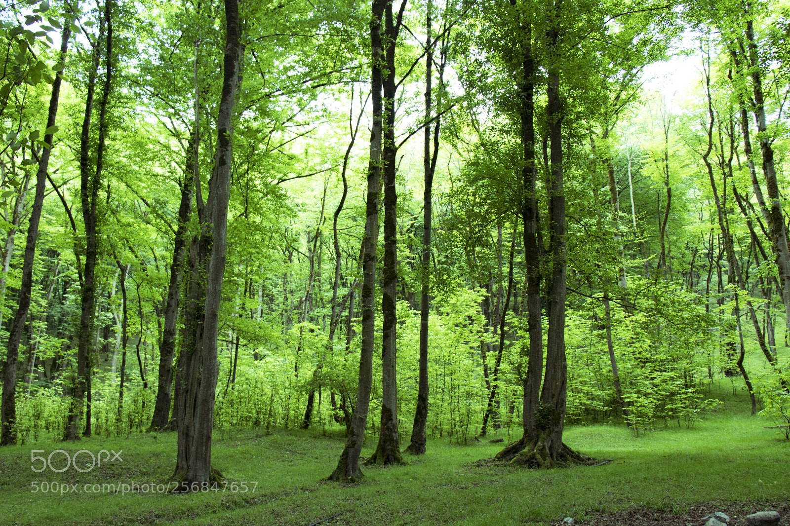 Canon EOS 80D sample photo. Javarem forest park photography