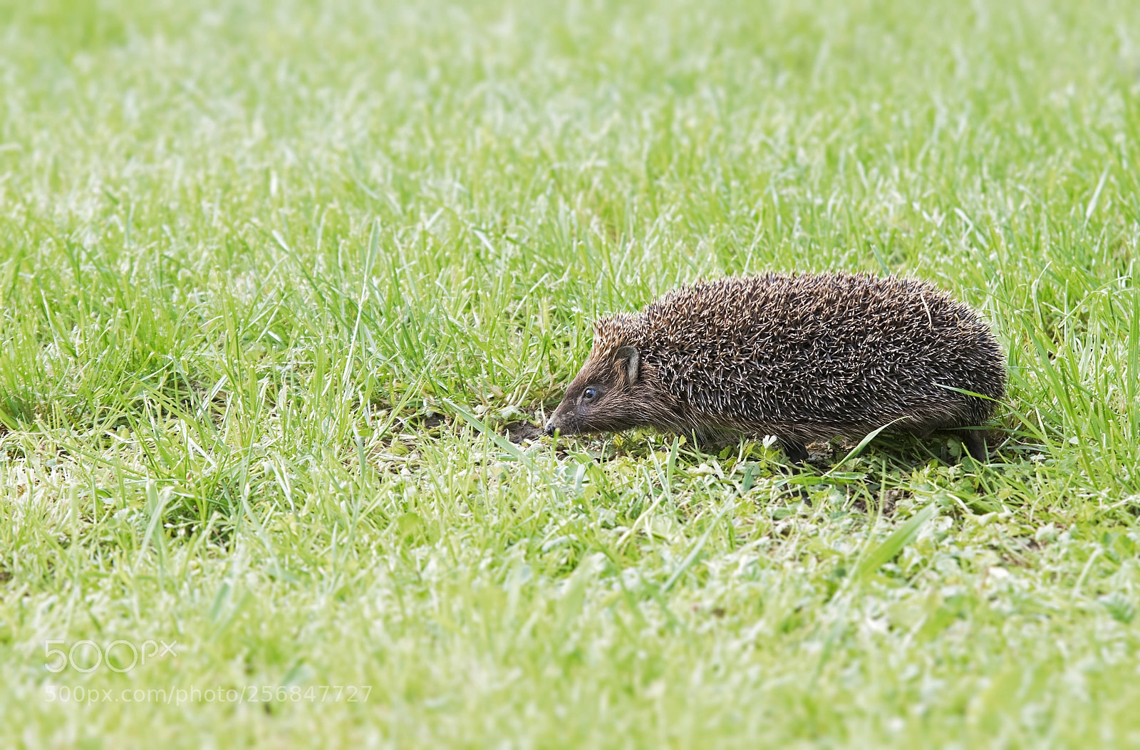 Nikon D500 sample photo. Hedgehog photography