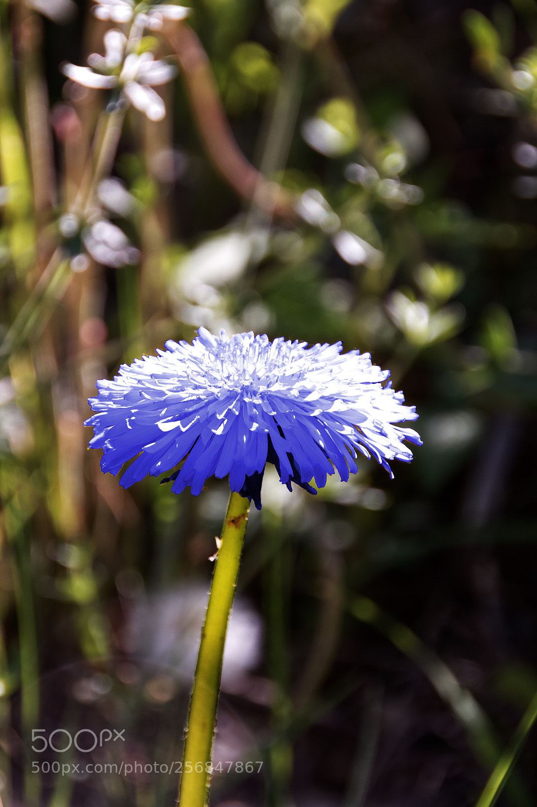 Canon EOS 550D (EOS Rebel T2i / EOS Kiss X4) sample photo. Dandelion photography