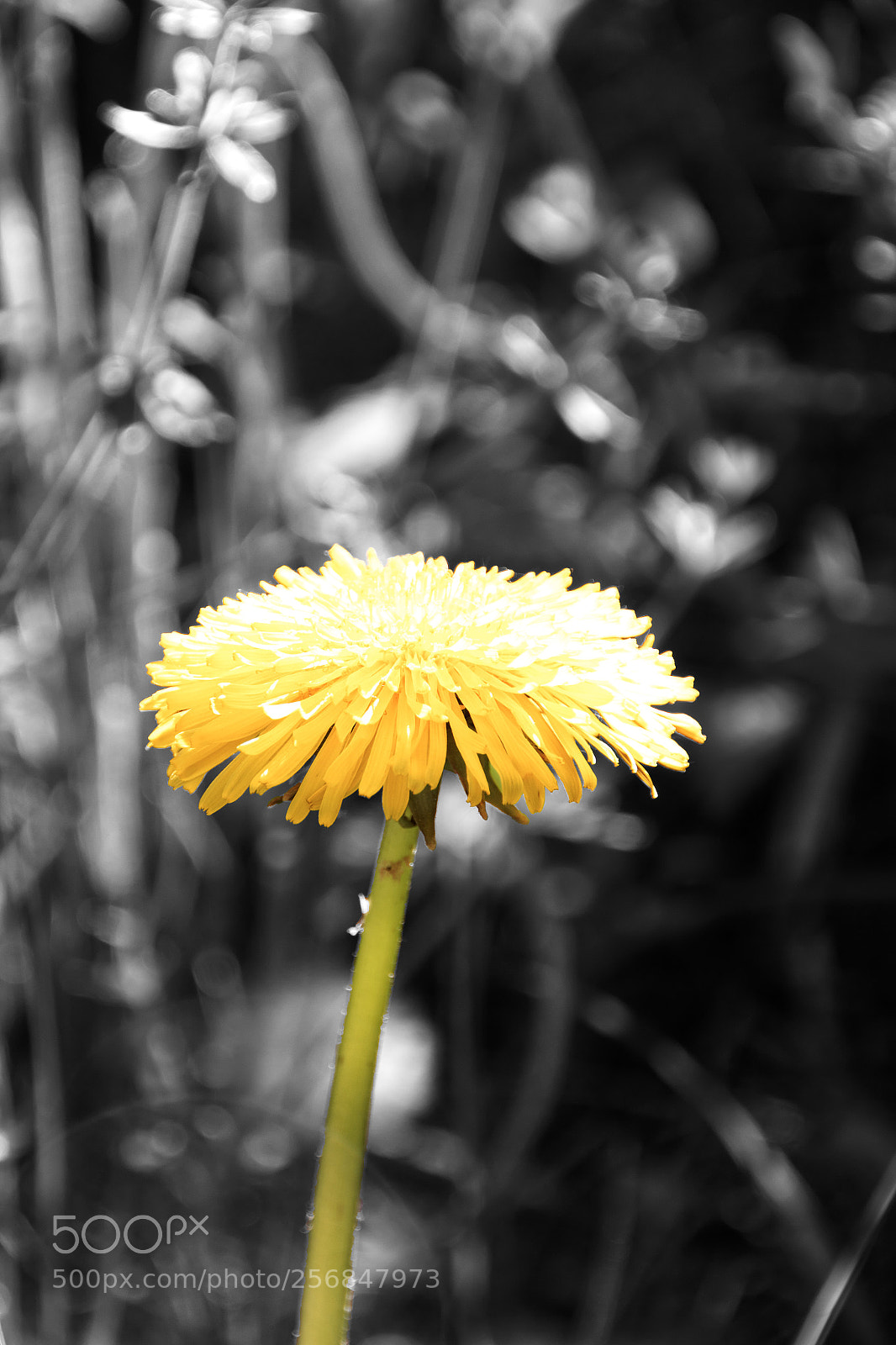 Canon EOS 550D (EOS Rebel T2i / EOS Kiss X4) sample photo. Dandelion photography