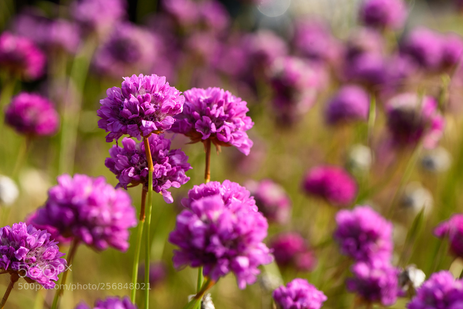 Nikon D750 sample photo. Seussical flowers photography