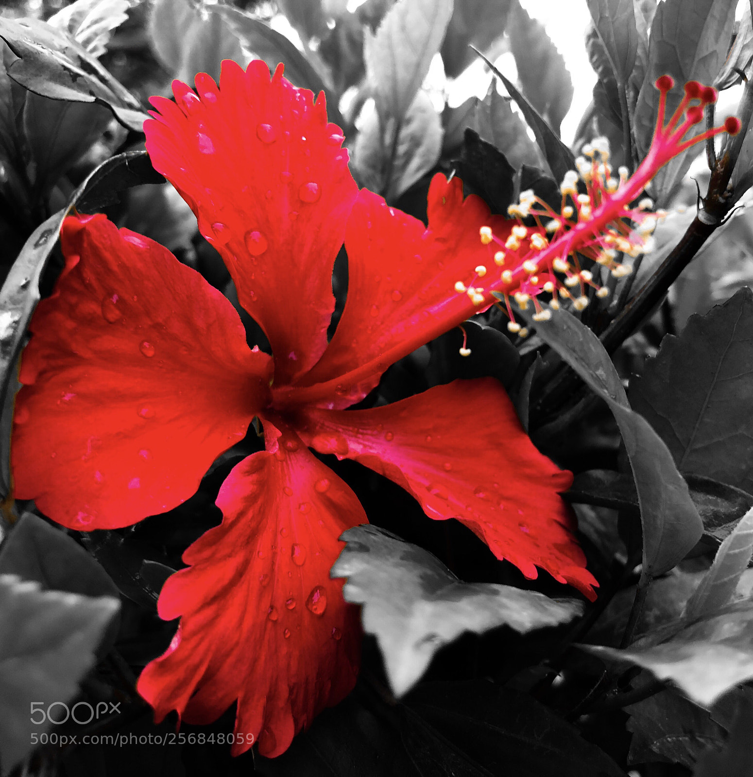 Apple iPhone 8 Plus sample photo. Hibiscus  photography