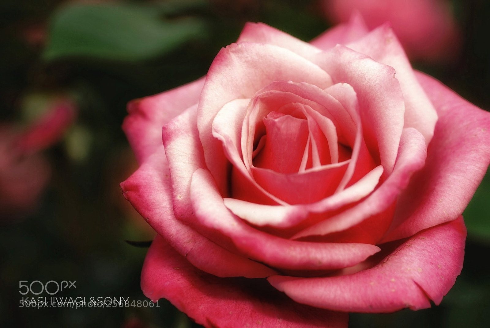 Sony a7 II sample photo. Gräfin sonia / germany 1994 photography