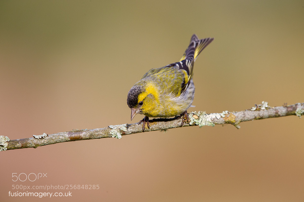 Canon EOS-1D X Mark II sample photo. The siskin photography