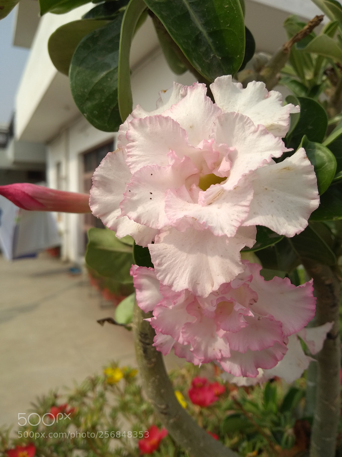 Motorola Moto G (5S) Plus sample photo. Untitled photography