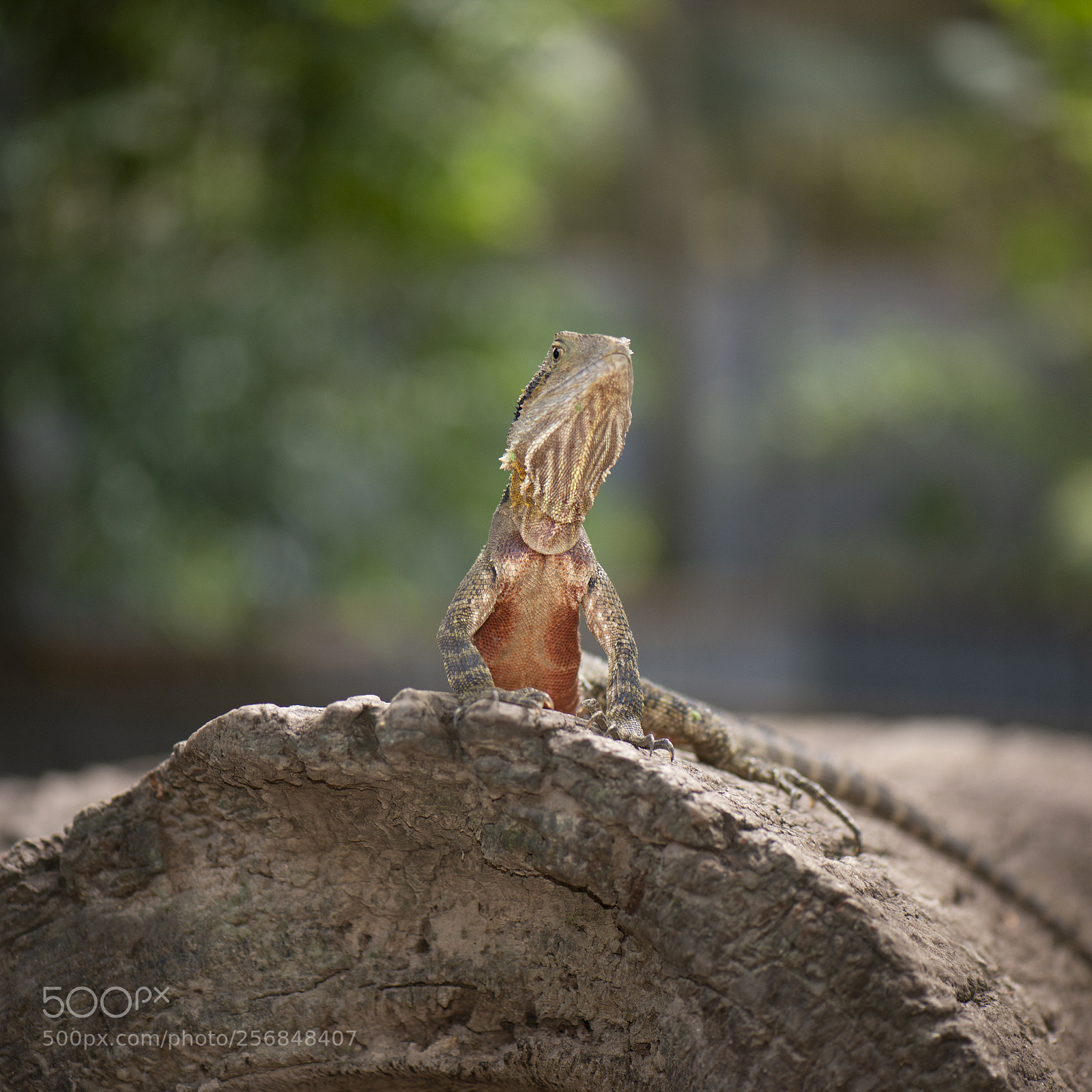 Nikon D800 sample photo. Water dragon. photography