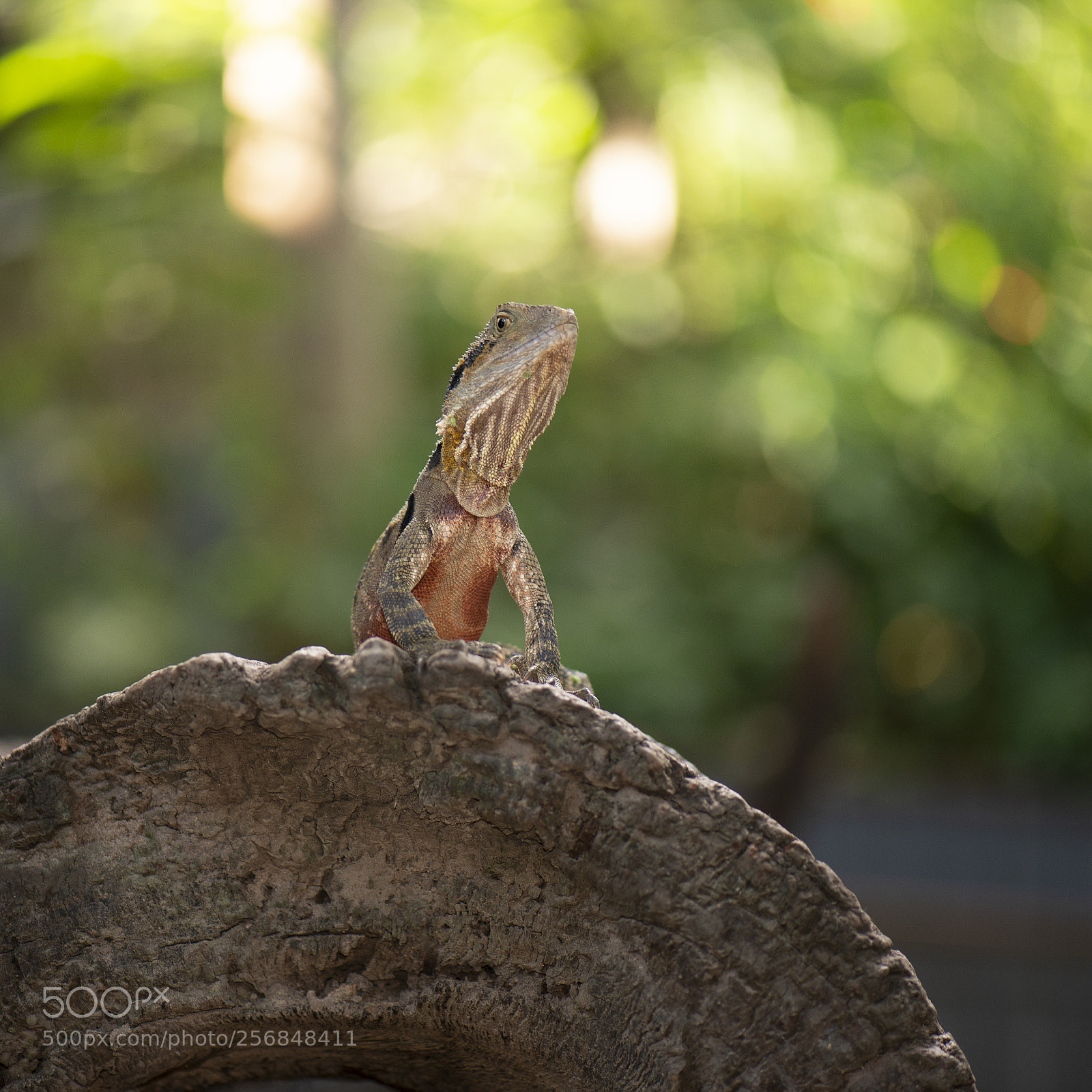 Nikon D800 sample photo. Water dragon. photography