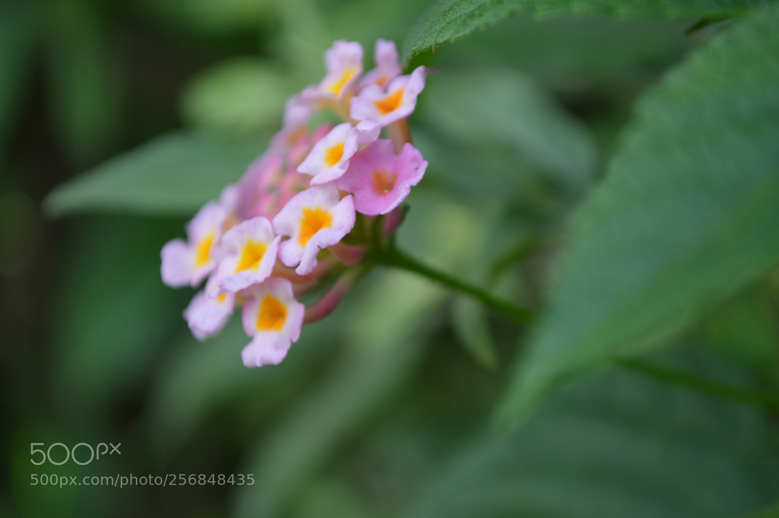 Nikon D3200 sample photo. Flower photography