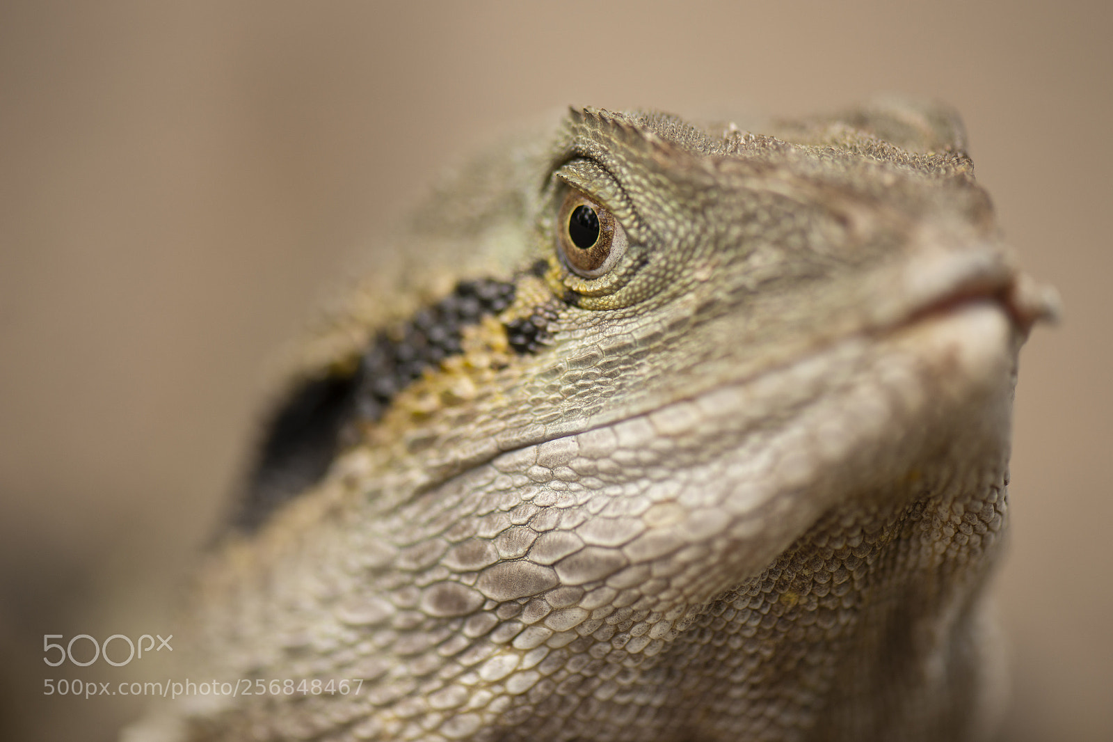 Nikon D800 sample photo. Water dragon. photography