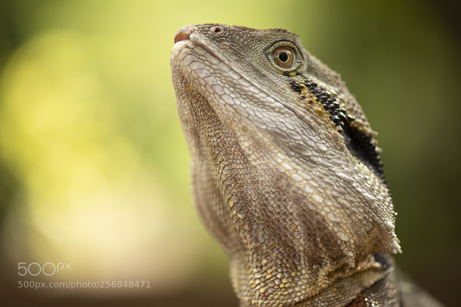 Nikon D800 sample photo. Water dragon. photography