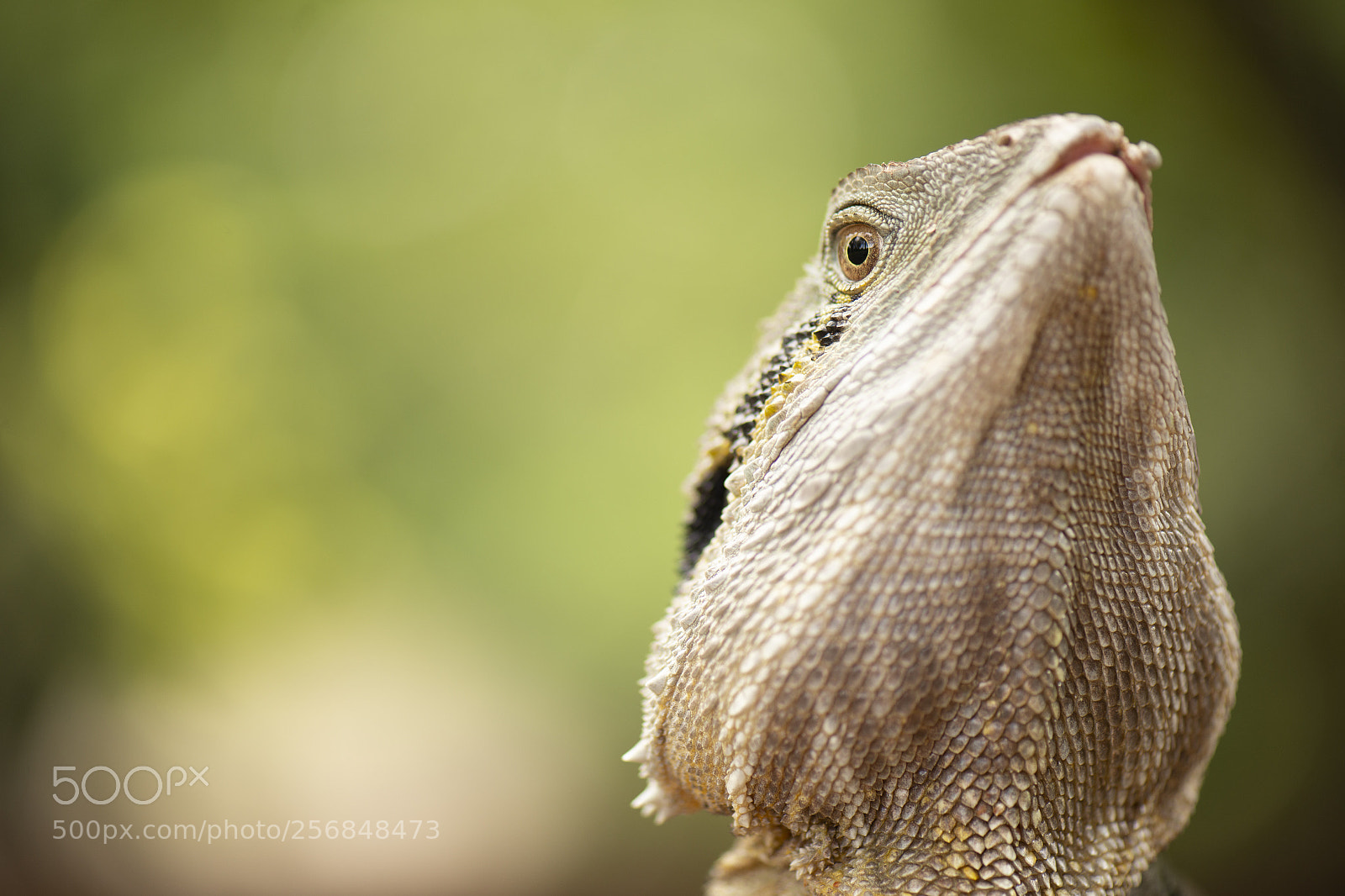 Nikon D800 sample photo. Water dragon. photography