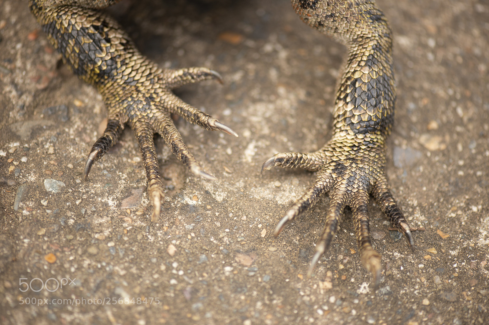Nikon D800 sample photo. Water dragon. photography