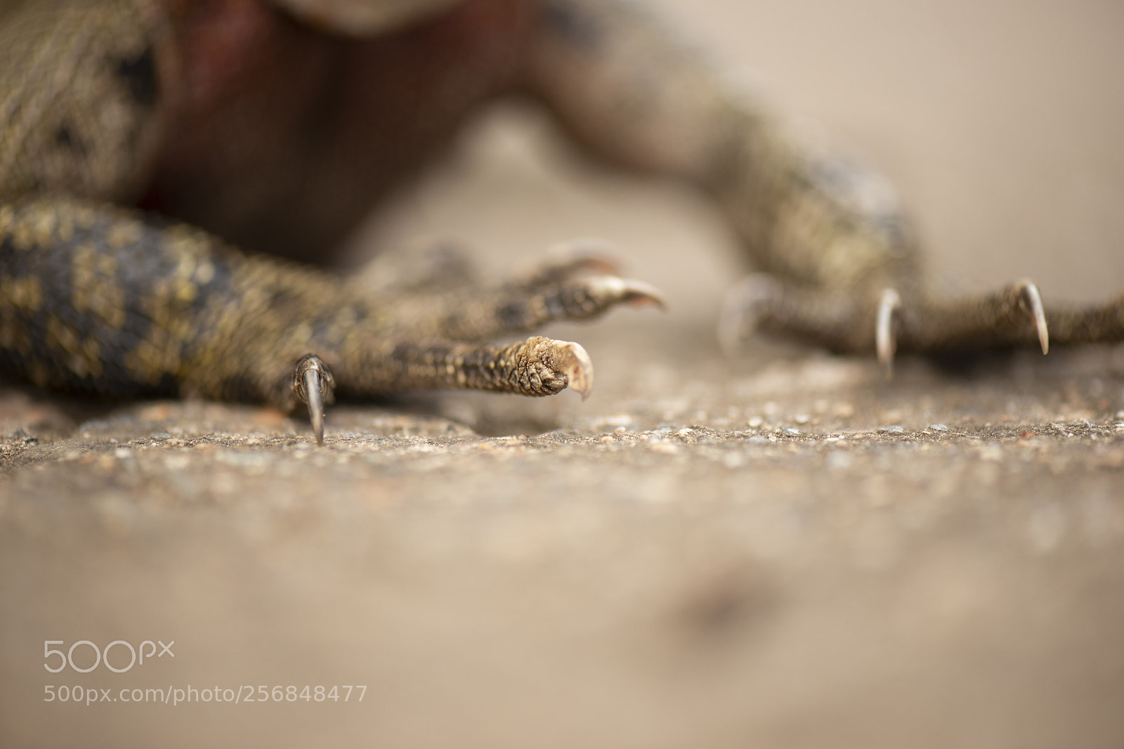 Nikon D800 sample photo. Water dragon. photography