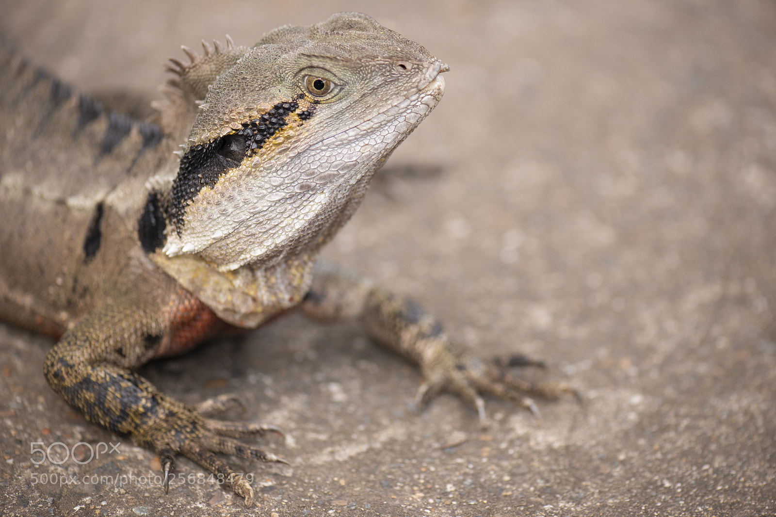 Nikon D800 sample photo. Water dragon. photography