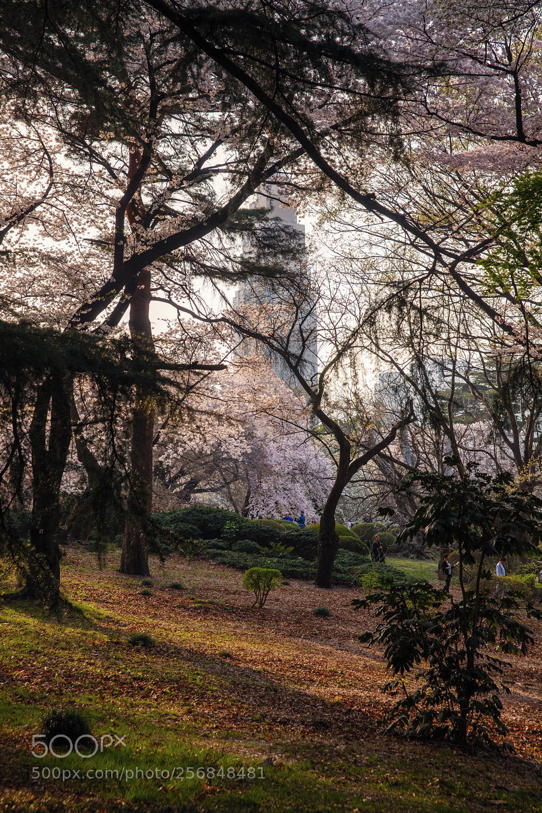 Canon EOS 5D Mark II sample photo. 7160 photography