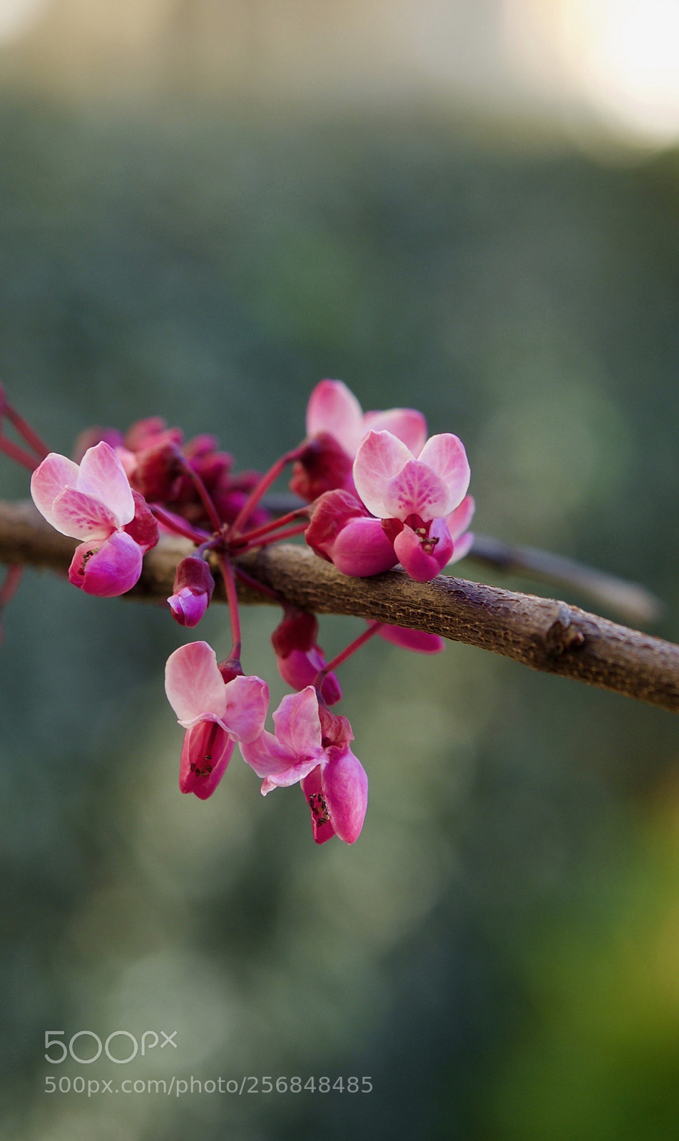 Olympus OM-D E-M1 Mark II sample photo. Pink world photography