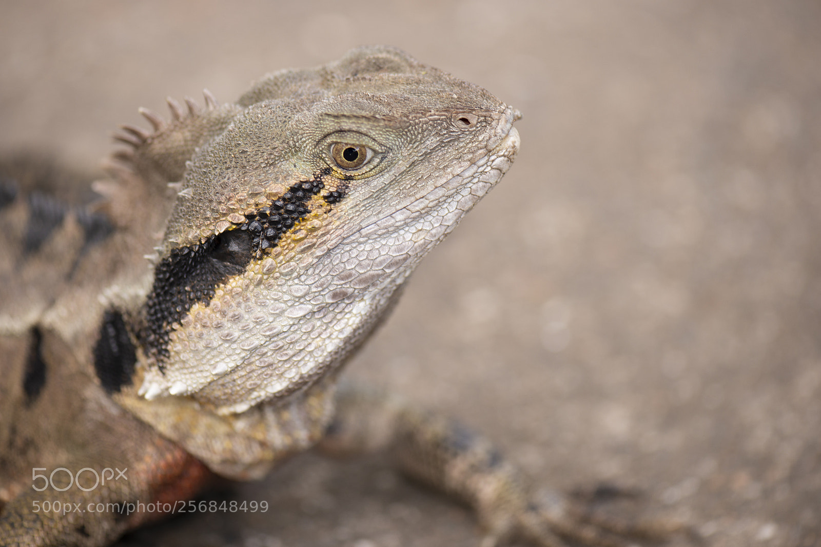Nikon D800 sample photo. Water dragon. photography