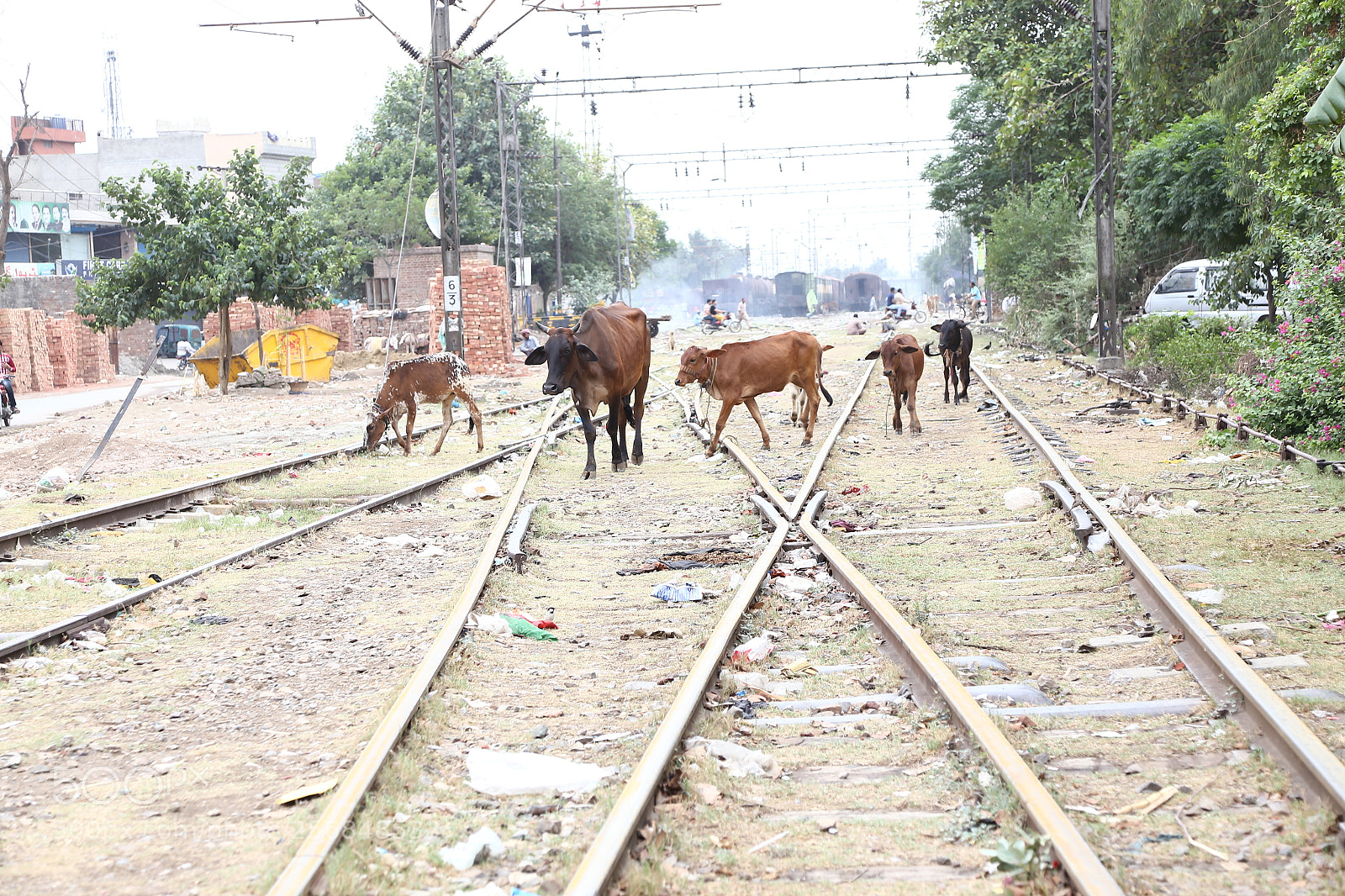 Canon EOS 6D + Canon EF 24-105mm F4L IS USM sample photo. Cow on railway track photography