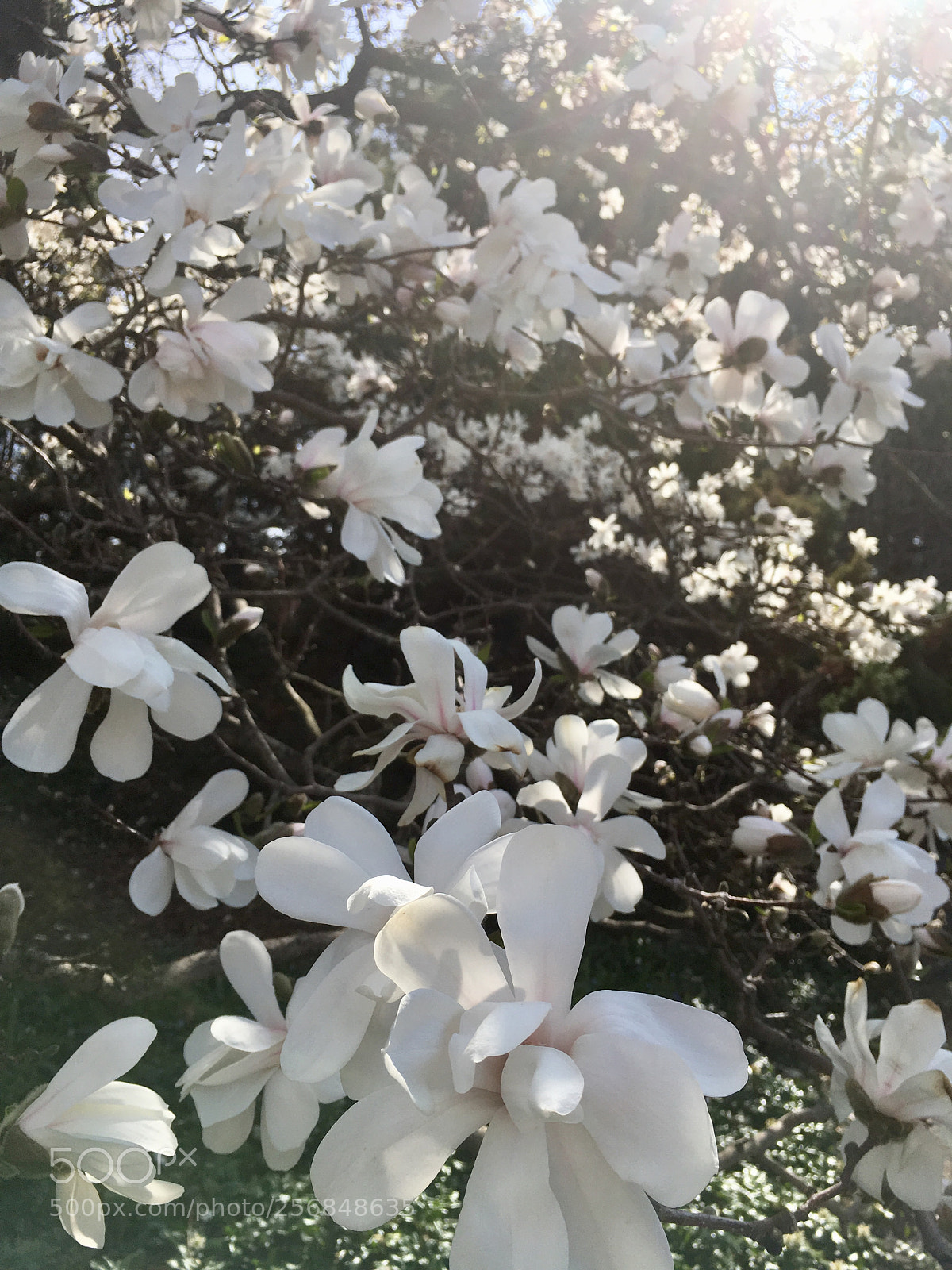 Apple iPhone SE sample photo. Silent music photography