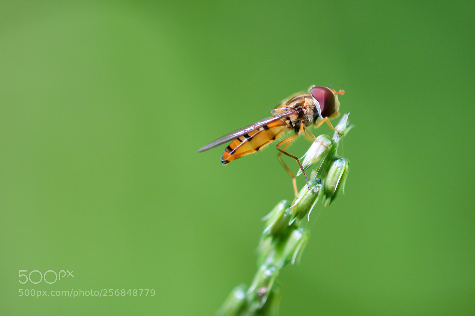 Canon EOS M3 sample photo. Small incect photography