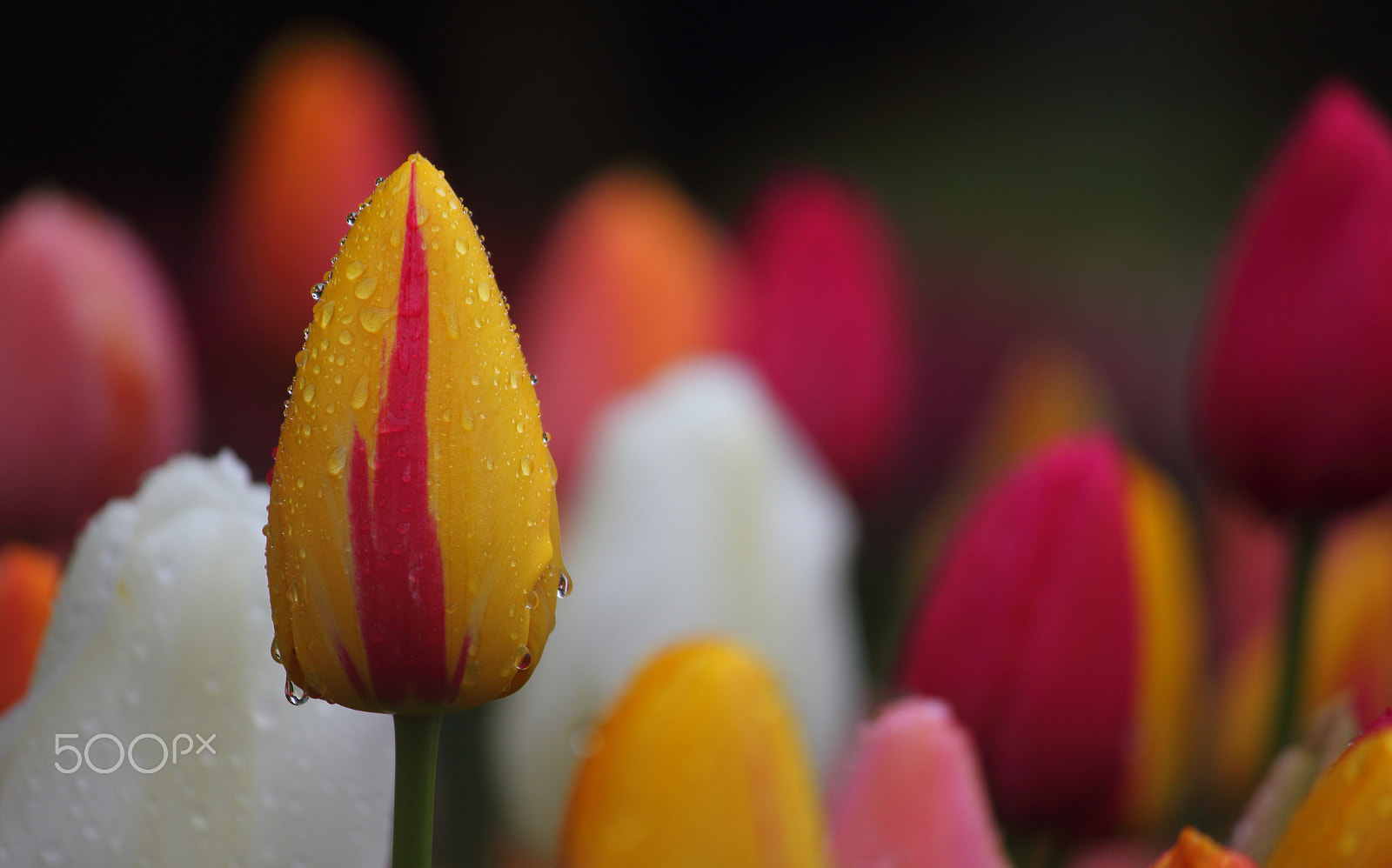 Canon EOS 550D (EOS Rebel T2i / EOS Kiss X4) sample photo. Yellow tulip ! photography
