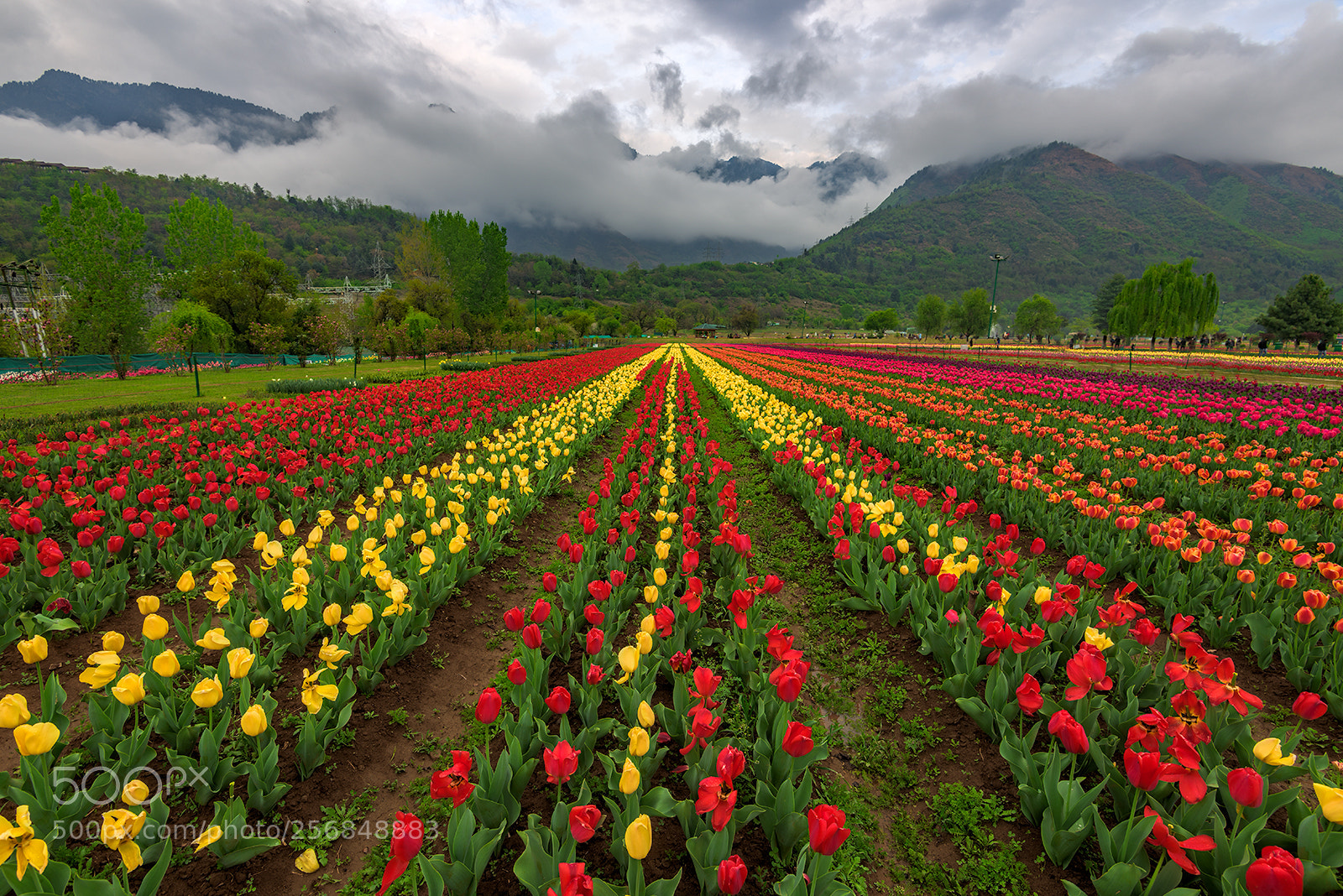 Nikon D810 sample photo. The tulip garden, jammu photography
