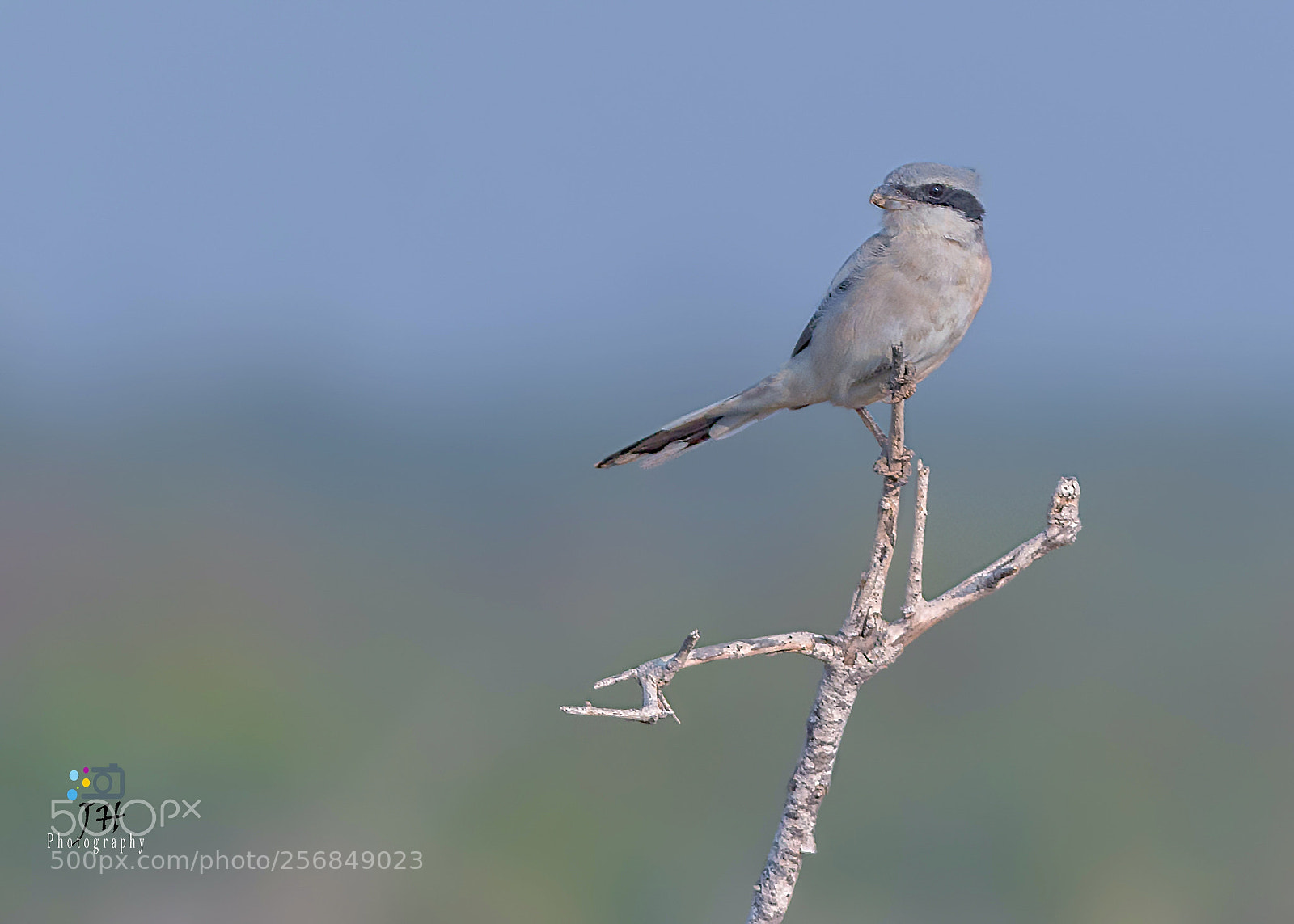 Canon EOS 70D sample photo. Southern grey shrike photography