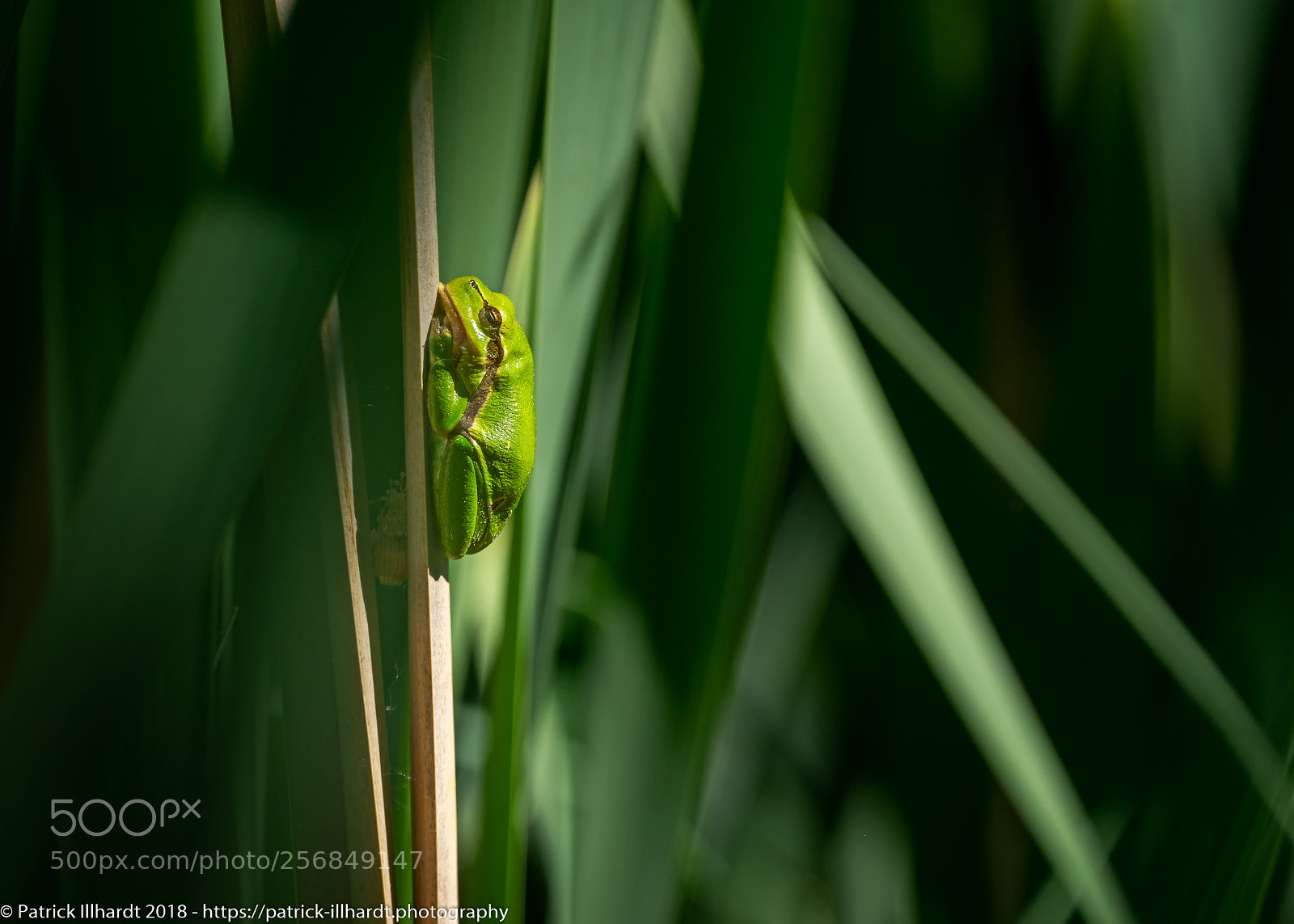 Sony a7R sample photo. Hyla arborea photography