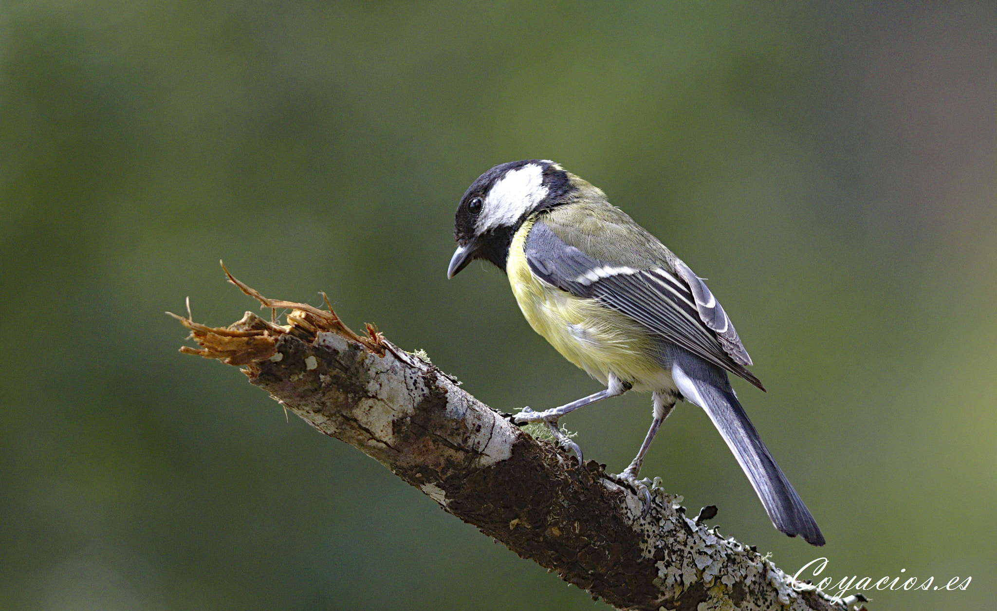 Canon EOS 7D Mark II sample photo. Carbonero común (parus major) photography