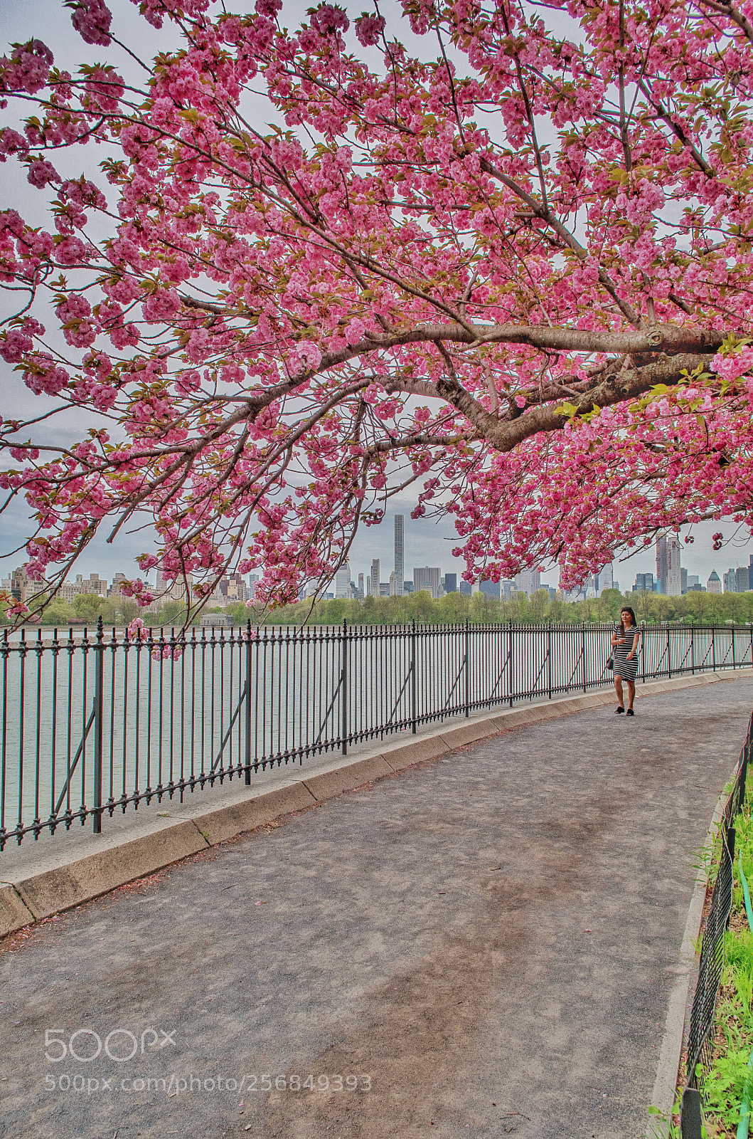 Nikon D500 sample photo. Kwanzan cherry trees are photography